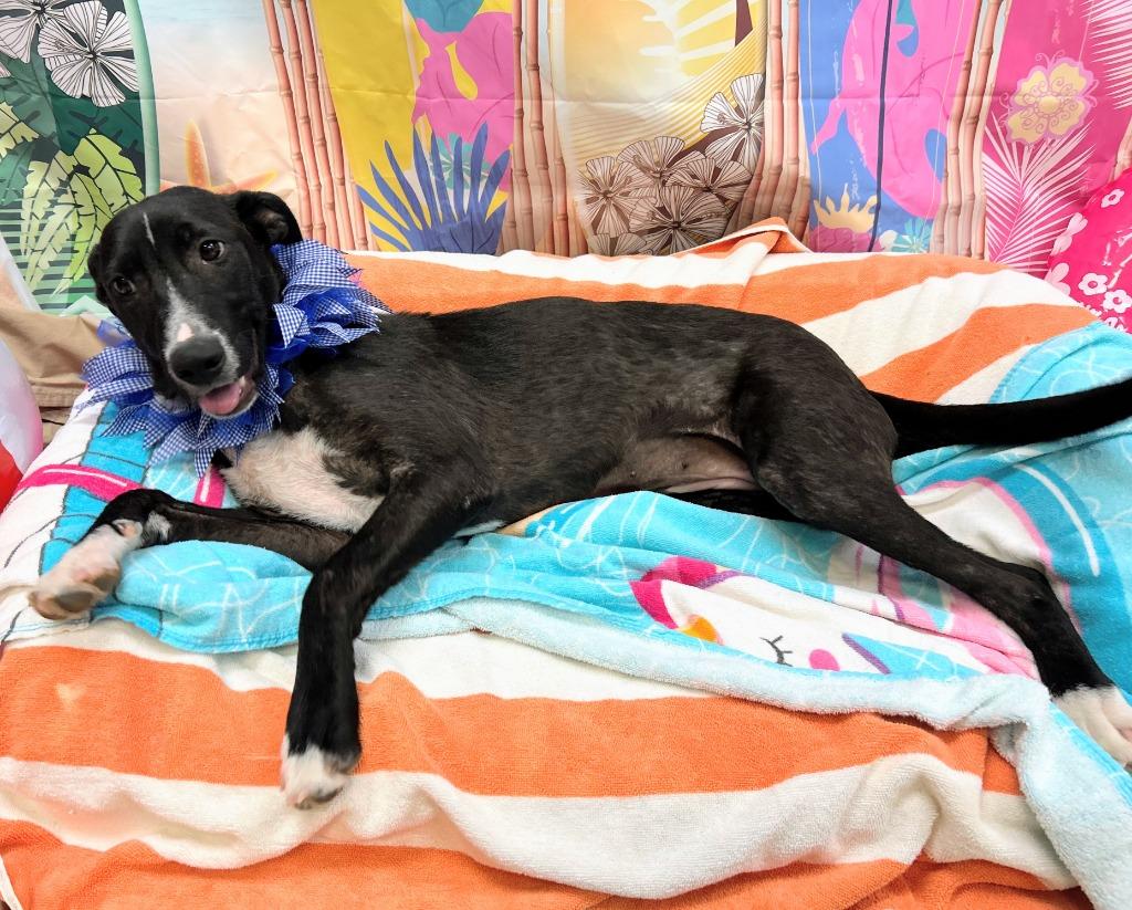 Lori, Adoptable, Young Female Labrador Retriever & Collie.