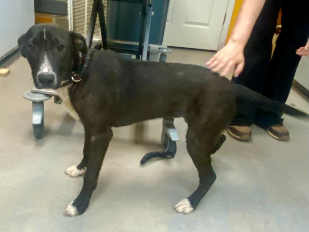 Lori, a Adoptable mixed breed in Bryant, AR image 2/6