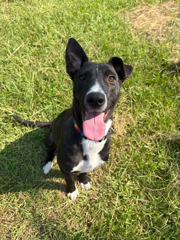 Enlarge Lori, a Adoptable mixed breed in Bryant, AR image 3/6