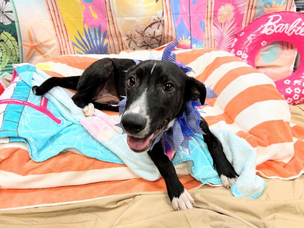 Lori, a Adoptable mixed breed in Bryant, AR image 3/6