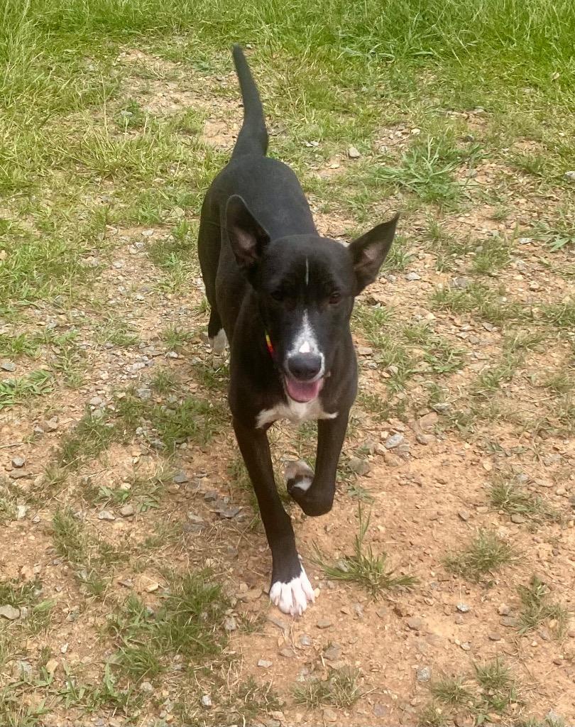 Lori, a Adoptable mixed breed in Bryant, AR image 4/6