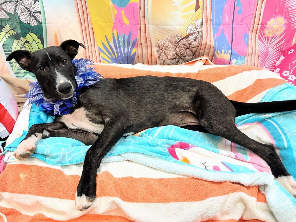 Lori, a Adoptable mixed breed in Bryant, AR image 5/6