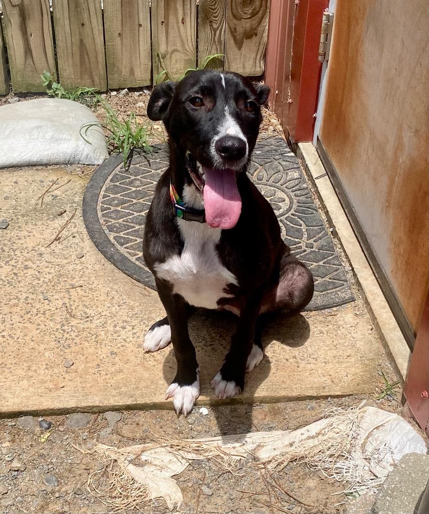 Lori, a Adoptable mixed breed in Bryant, AR image 6/6
