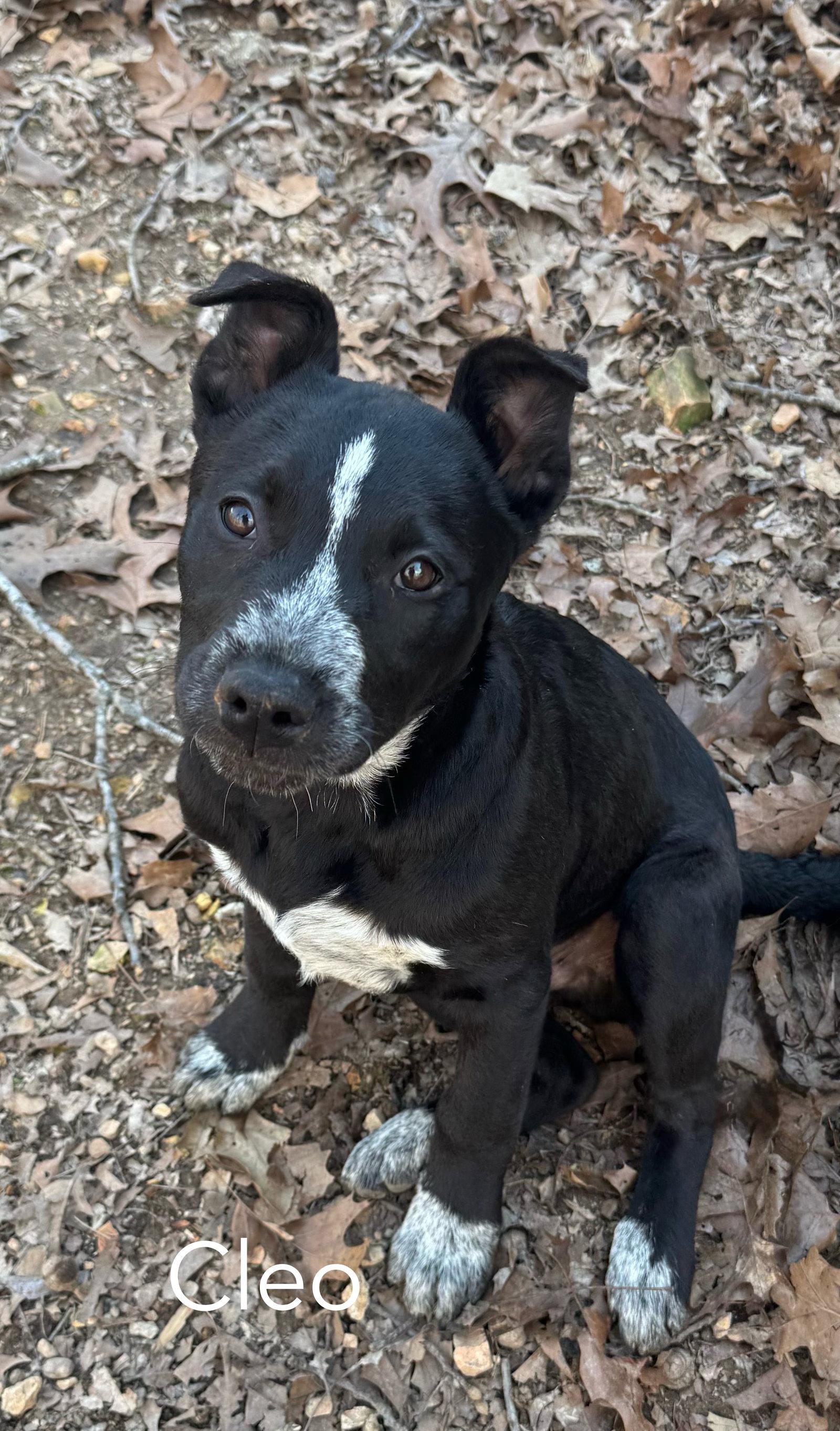 Cleo, Adoptable, Young Male Australian Cattle Dog / Blue Heeler.