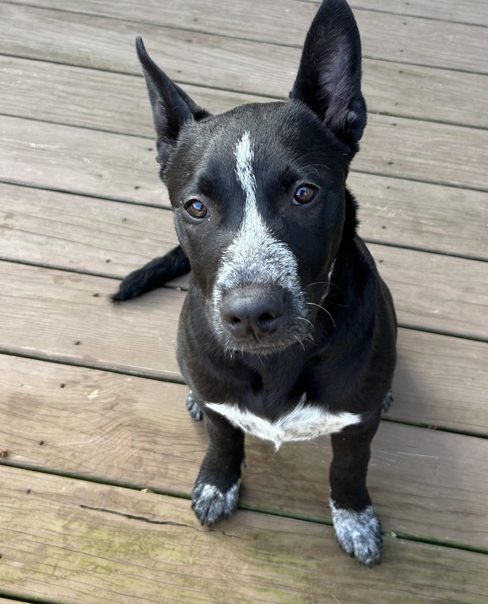 Enlarge Cleo, a Adoptable Australian Cattle Dog / Blue Heeler in Spring City, PA image 2/3