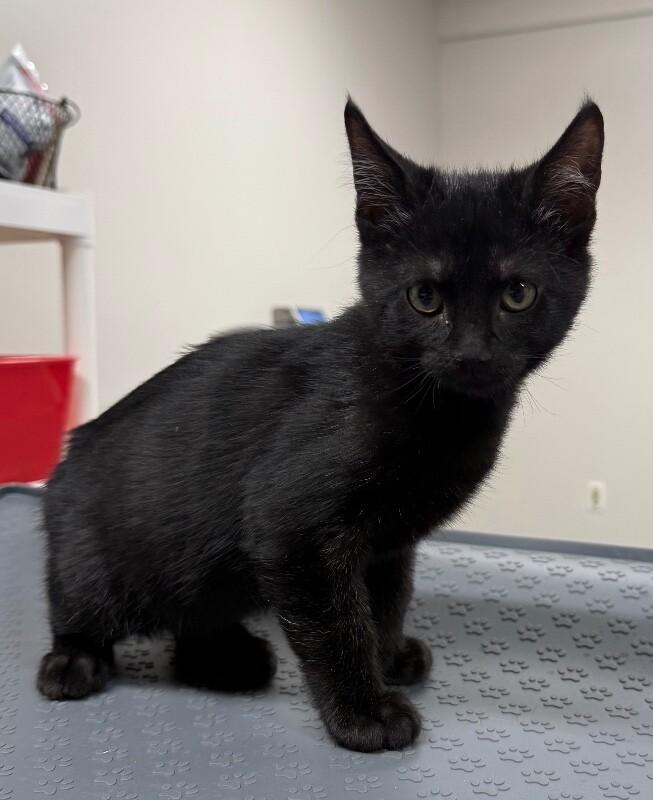 Syd, Adoptable, Young Male Domestic Short Hair.