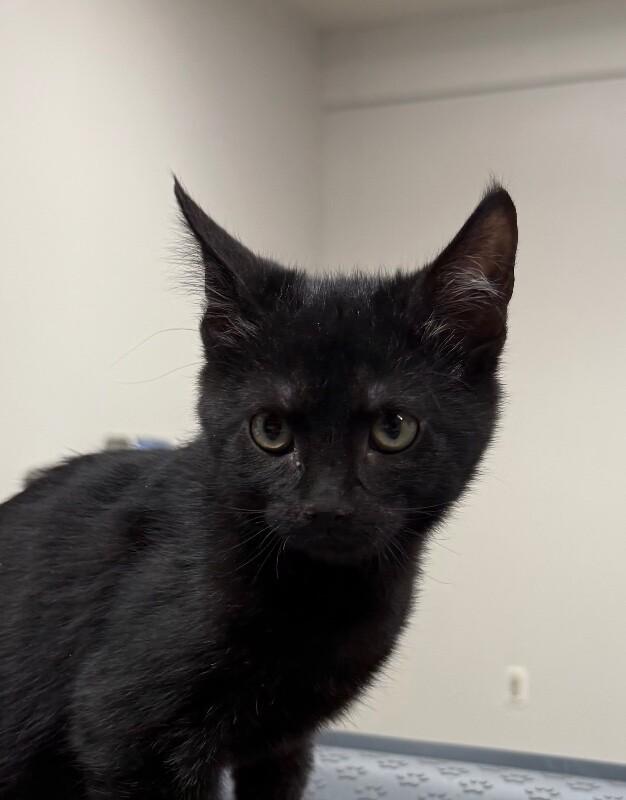 Enlarge Syd, a Adoptable Domestic Short Hair in Yankton, SD image 2/2