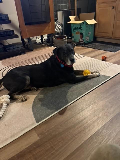 Odin, a ADOPTABLE mixed breed in Duluth, GA image 2/5