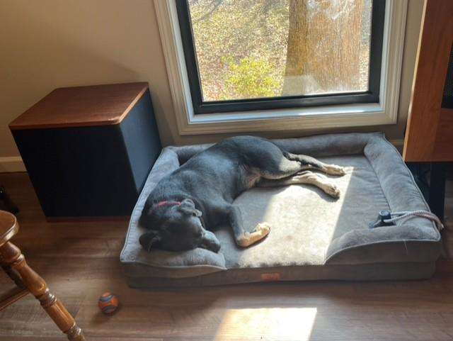 Odin, a ADOPTABLE mixed breed in Duluth, GA image 3/5