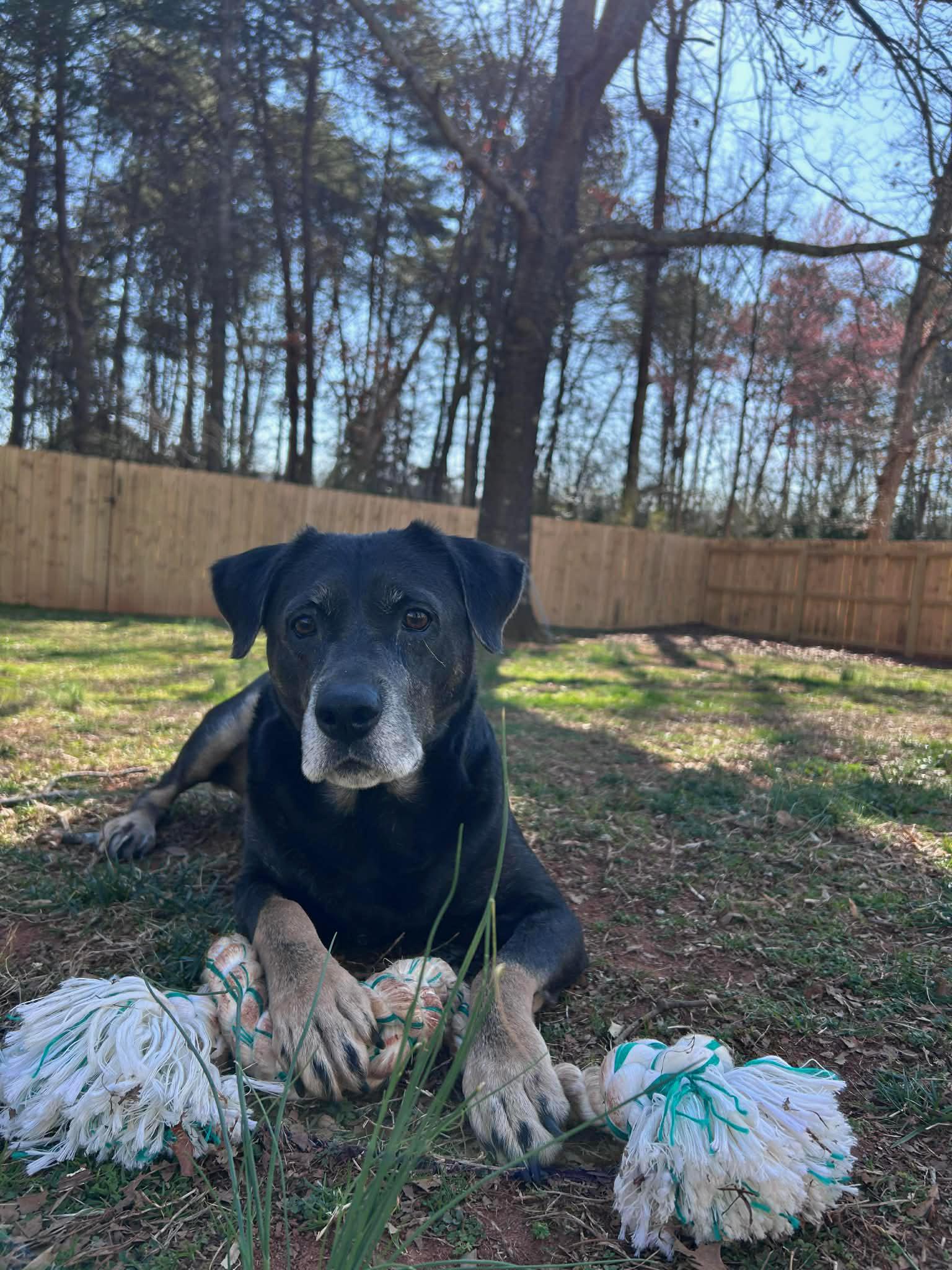 Odin, a ADOPTABLE mixed breed in Duluth, GA image 1/5