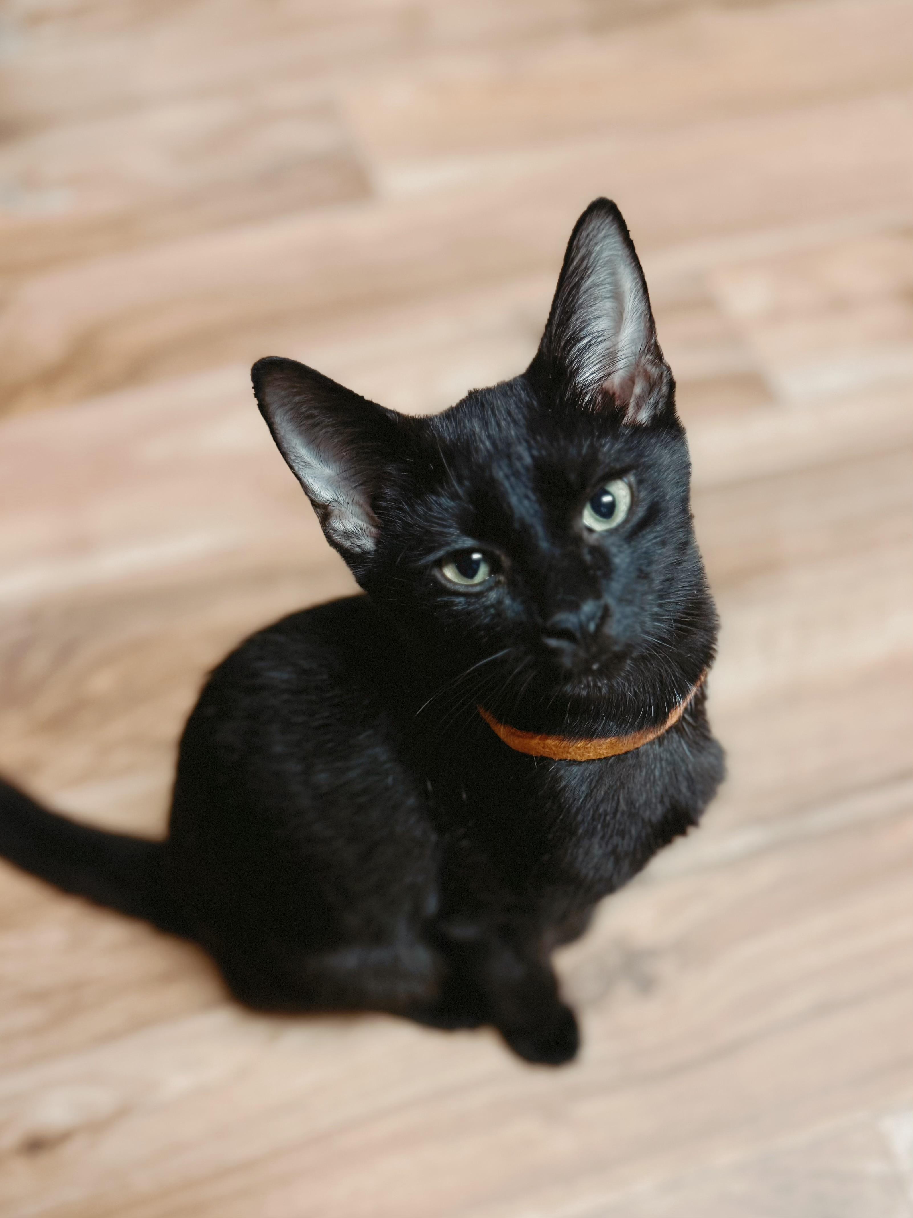 Lucky, Adoptable, Young Male Domestic Short Hair.