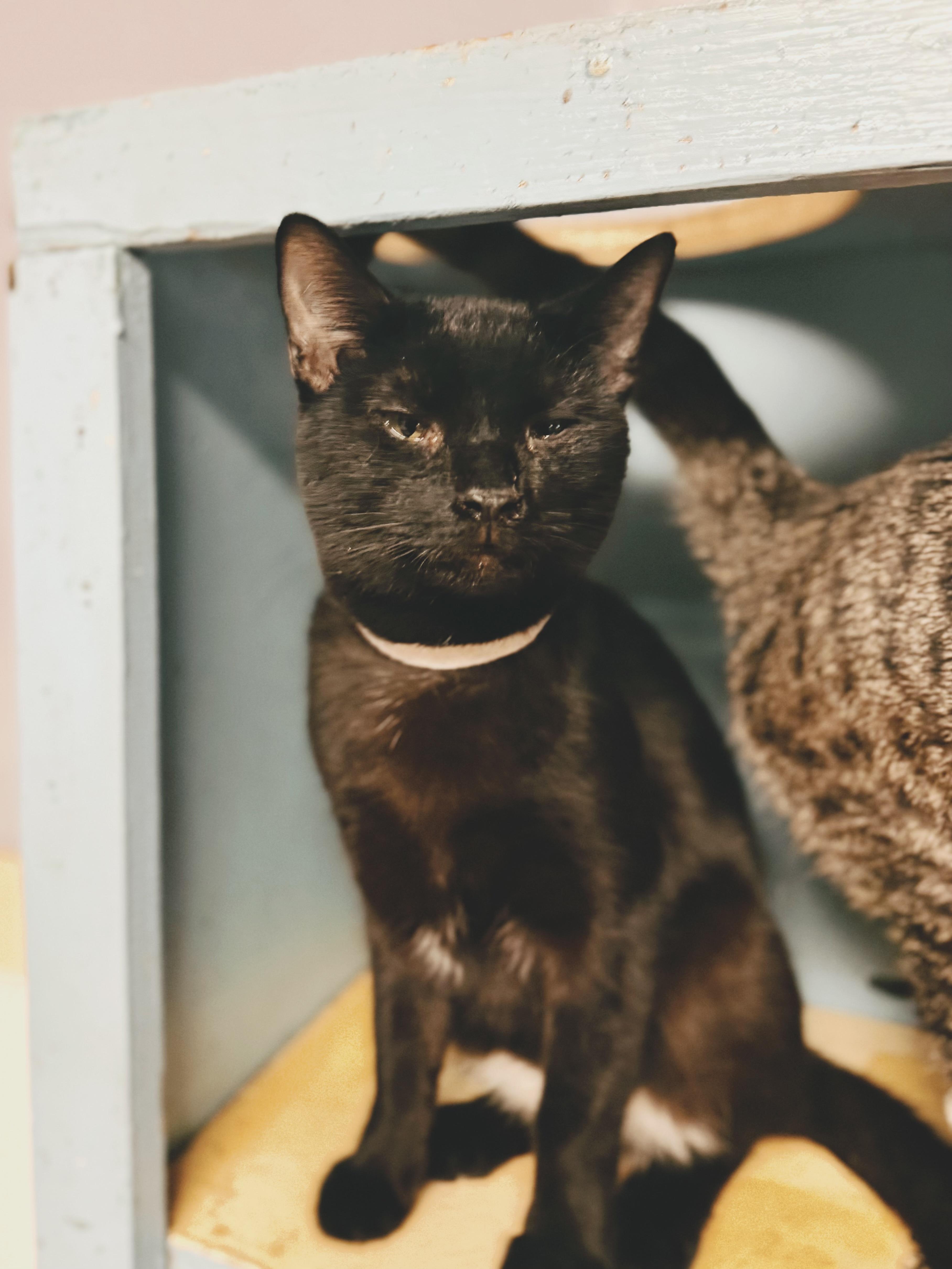 Enlarge Lucky, a Adoptable Domestic Short Hair in Varnville, SC image 1/2