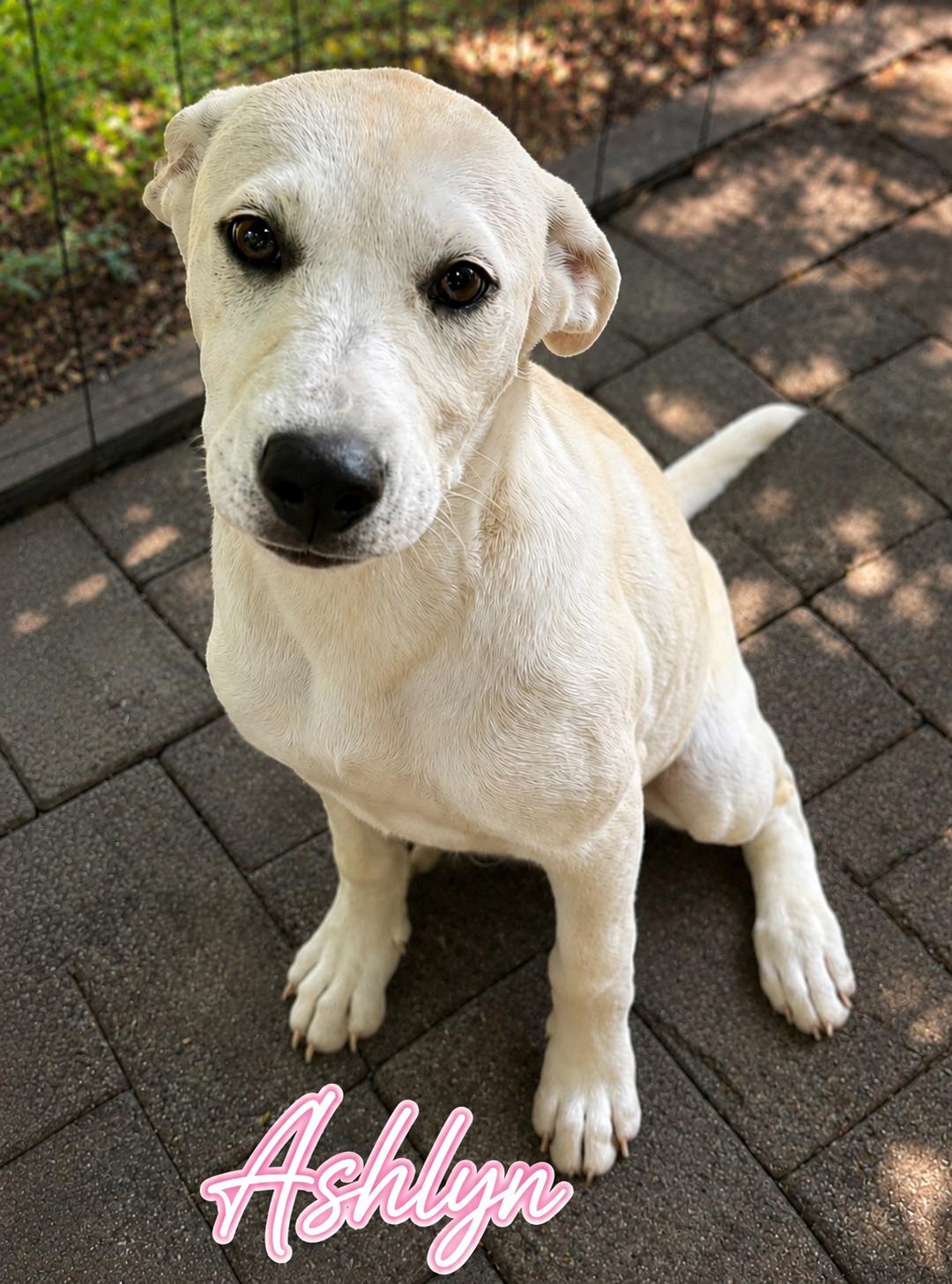 Ashlyn, ADOPTABLE, Puppy Female Husky.