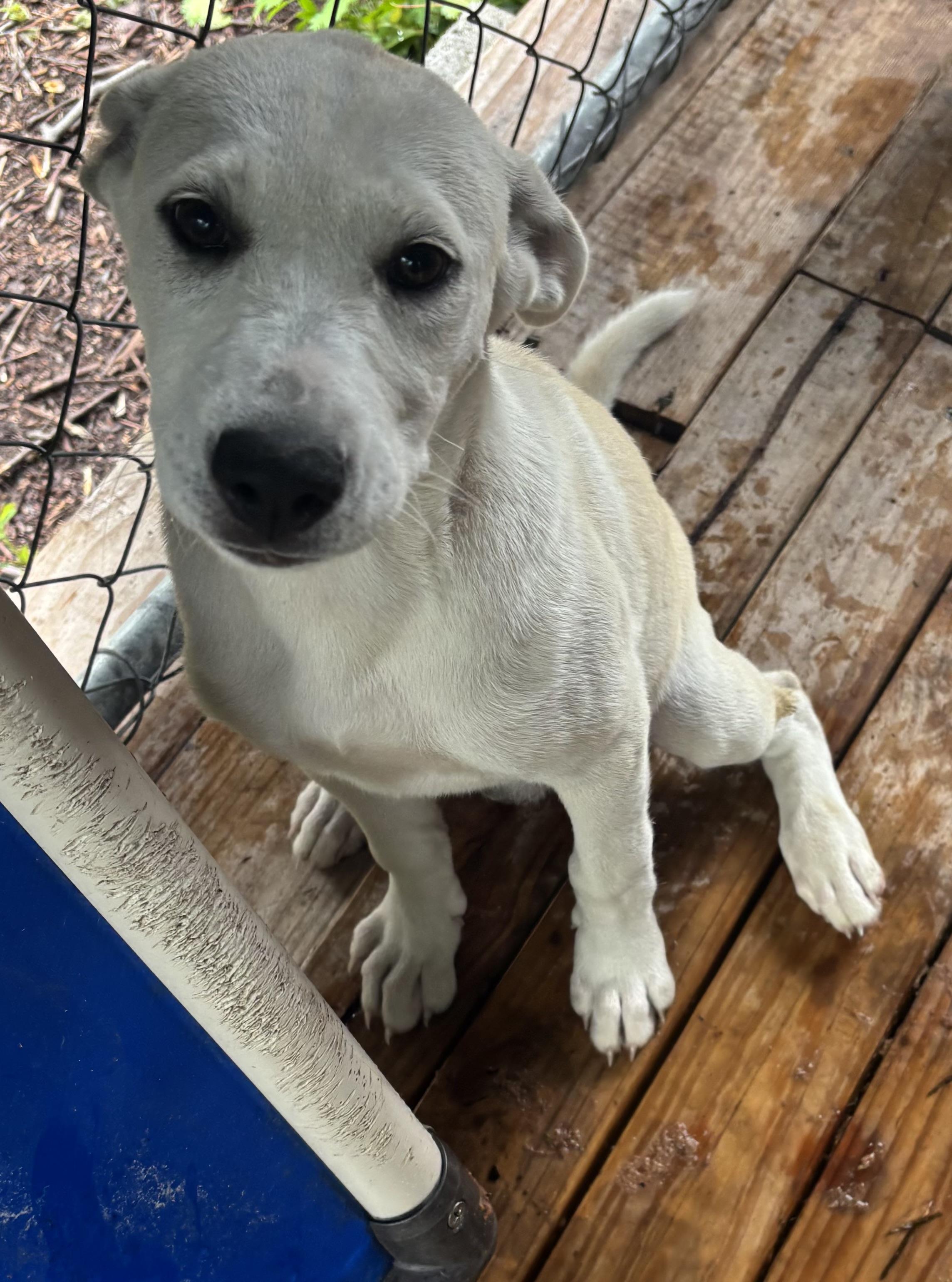 Enlarge Ashlyn, a ADOPTABLE mixed breed in Hortense, GA image 3/3
