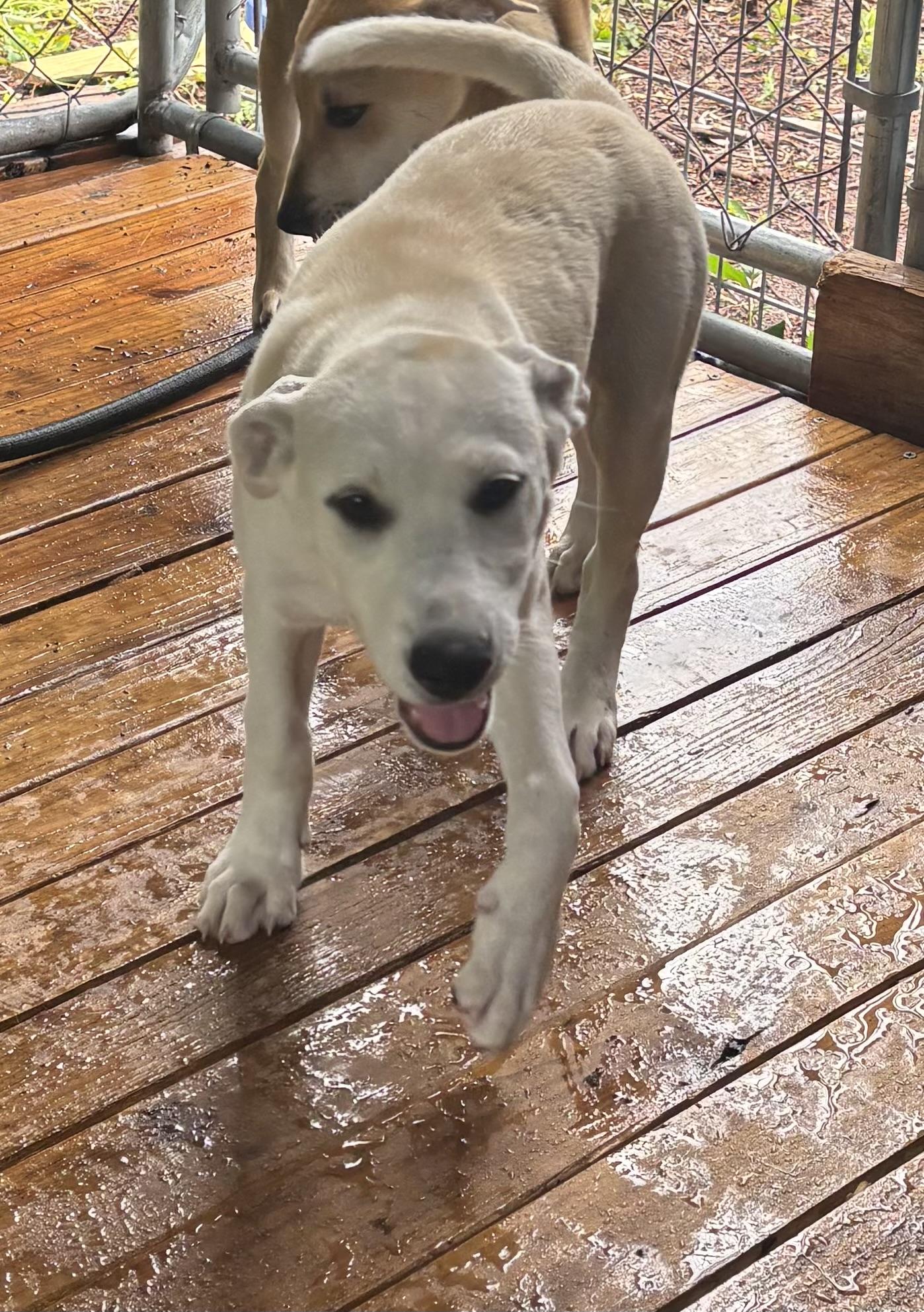 Enlarge Ashlyn, a ADOPTABLE mixed breed in Hortense, GA image 2/3