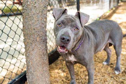 Enlarge Gotti, a Adoptable mixed breed in Carrollton, TX image 1/3