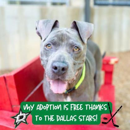 Enlarge Gotti, a Adoptable mixed breed in Carrollton, TX image 2/3