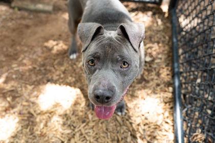 Enlarge Gotti, a Adoptable mixed breed in Carrollton, TX image 3/3