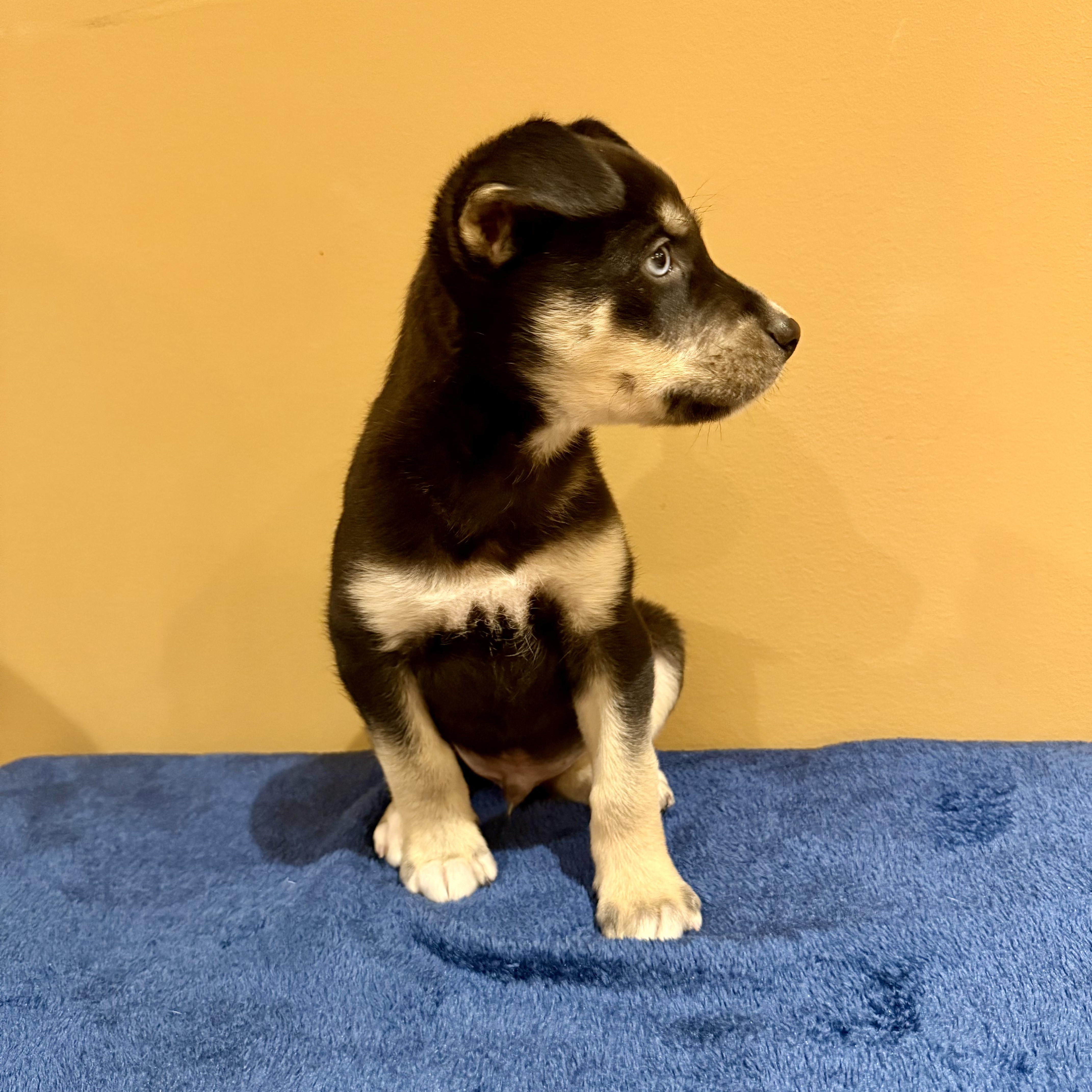 Enlarge Naan, a ADOPTABLE mixed breed in Murphysboro, IL image 5/5