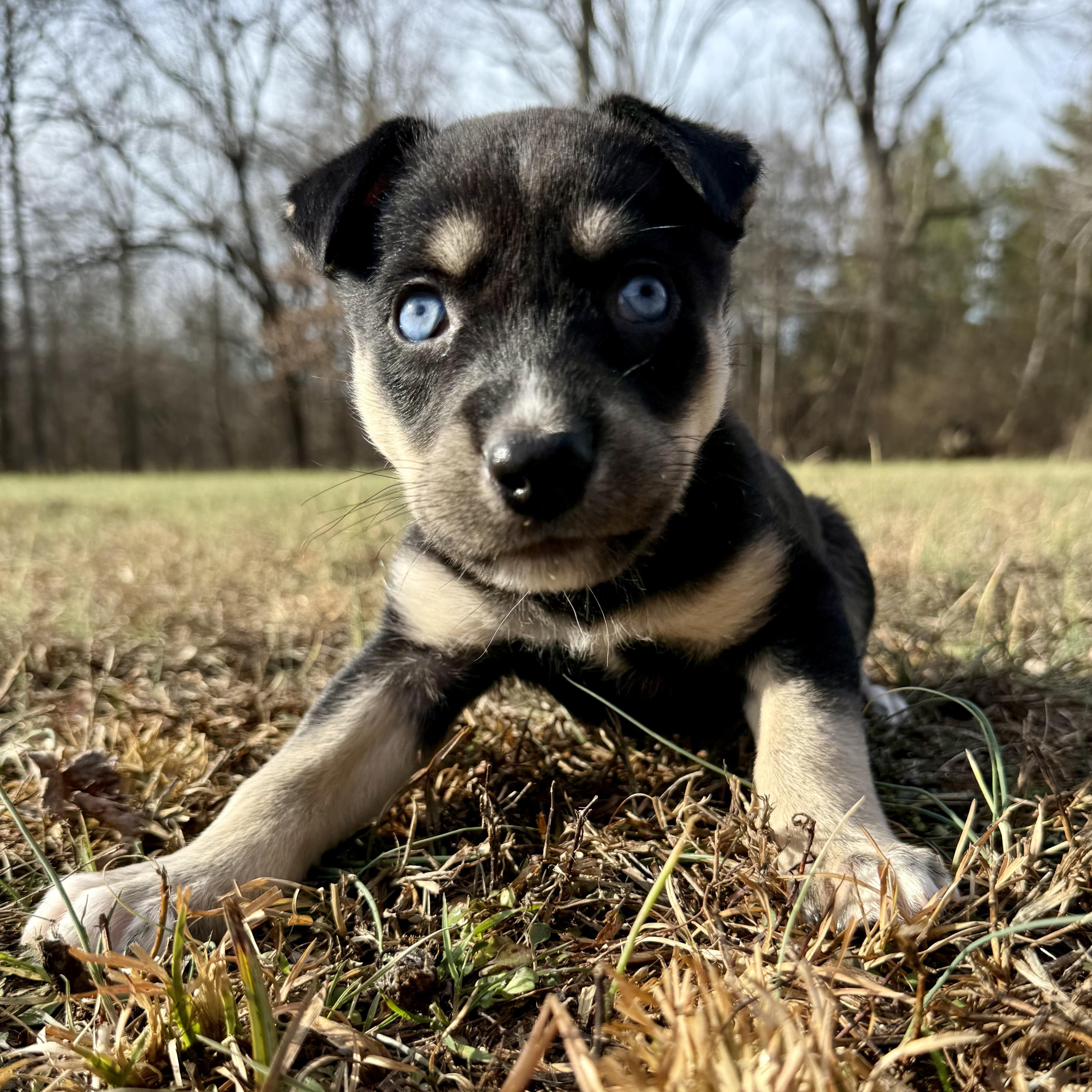 Enlarge Naan, a ADOPTABLE mixed breed in Murphysboro, IL image 3/5