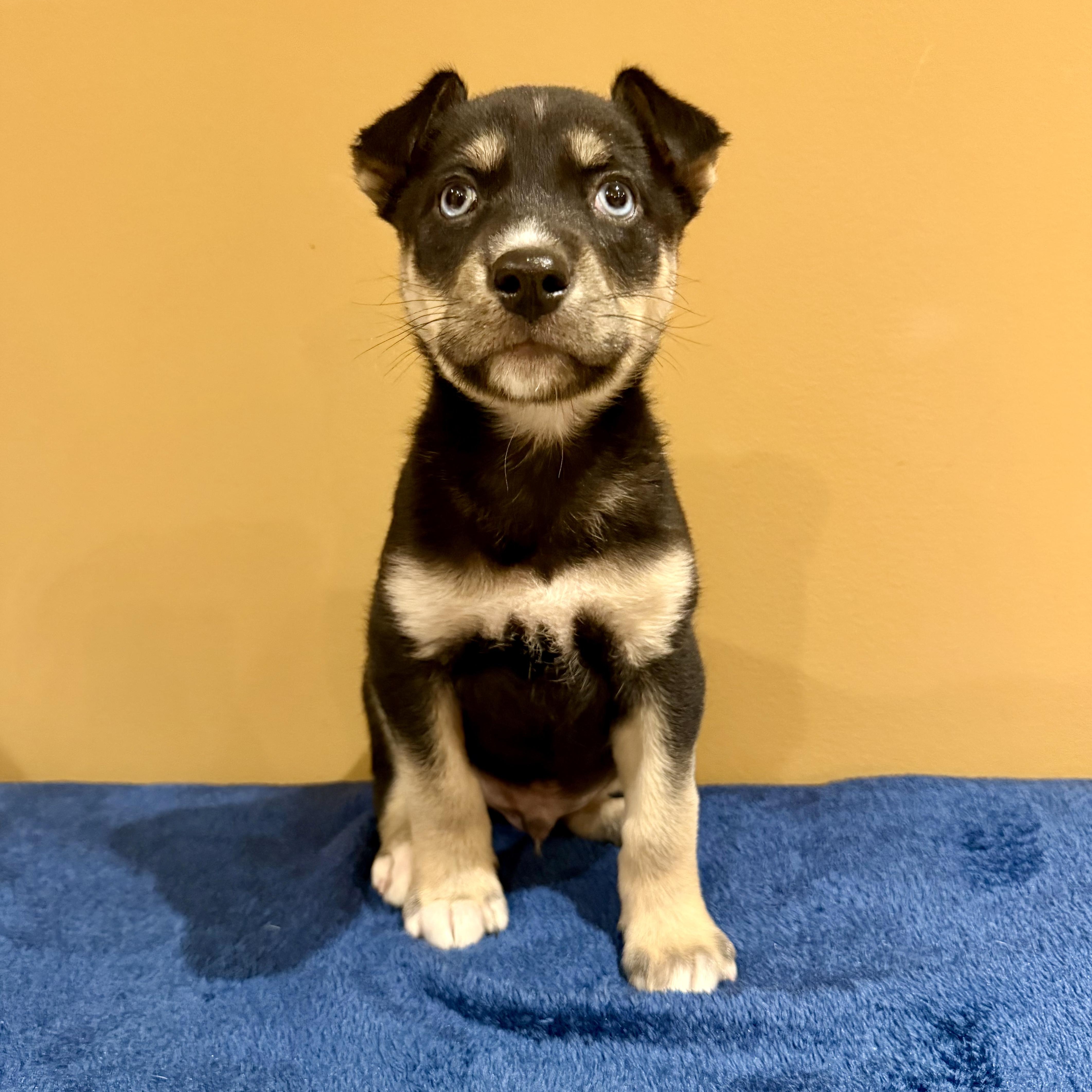 Naan, ADOPTABLE, Puppy Male Siberian Husky & Shepherd.