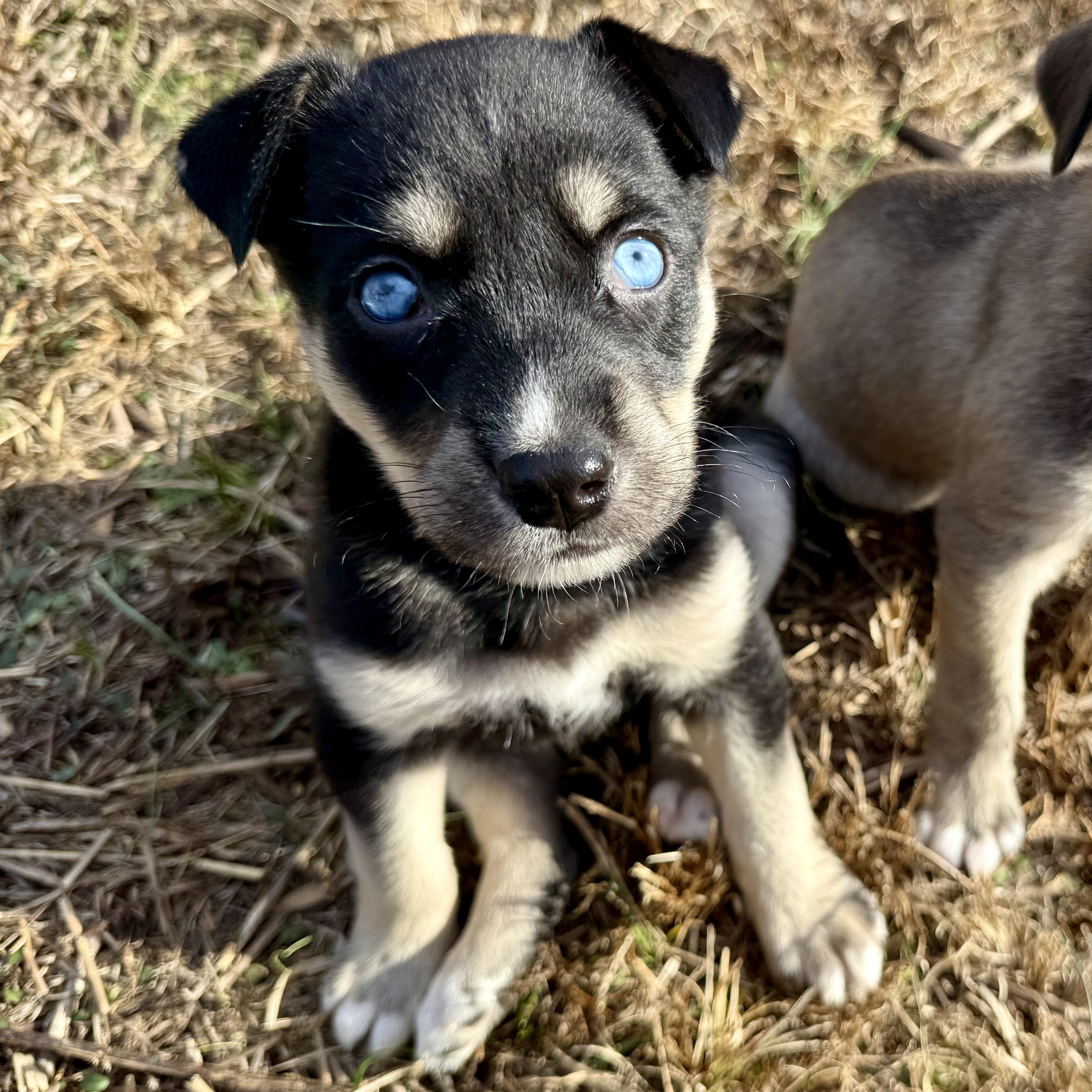 Enlarge Naan, a ADOPTABLE mixed breed in Murphysboro, IL image 4/5