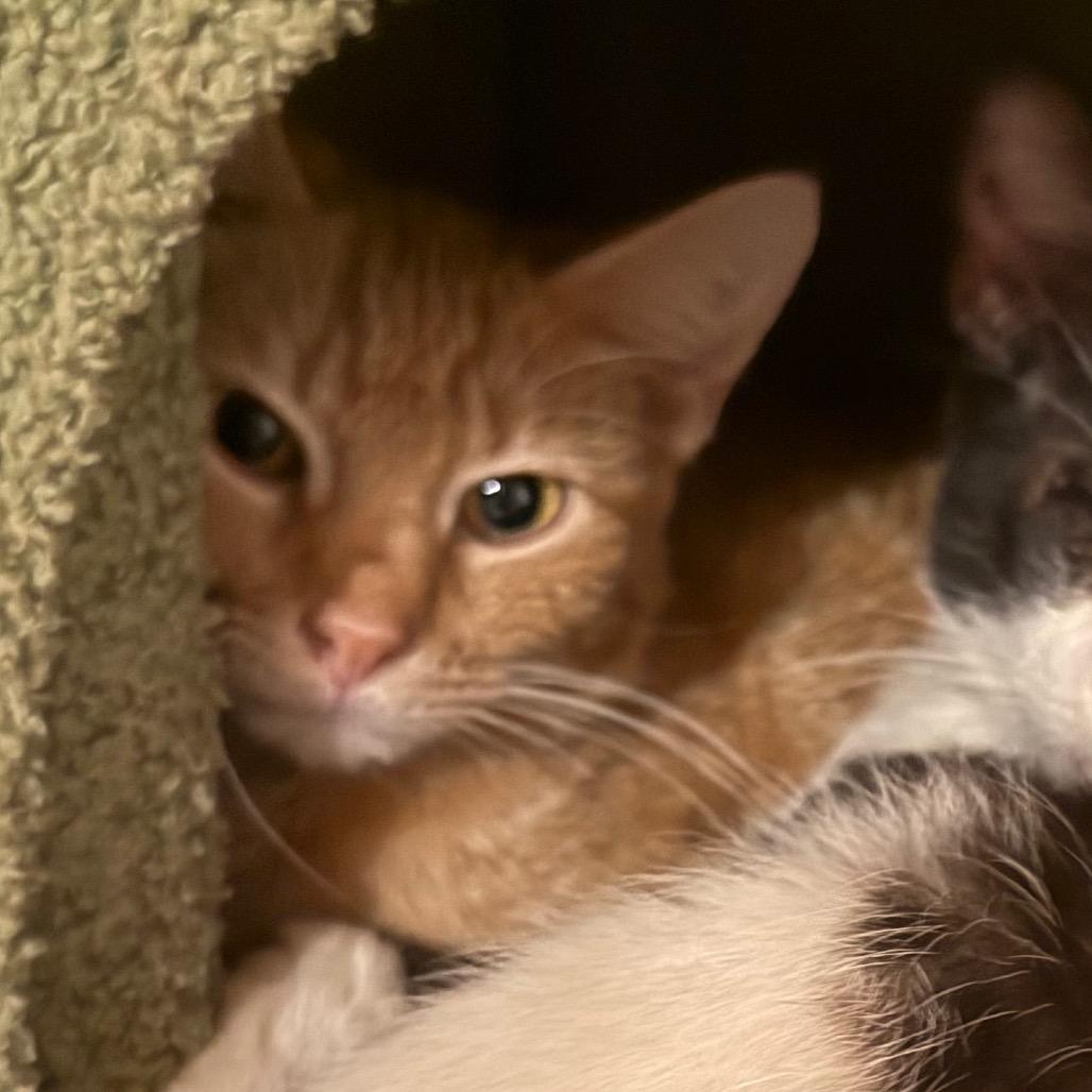 Enlarge Beetle, a Adoptable Domestic Short Hair in Garfield, AR image 1/1