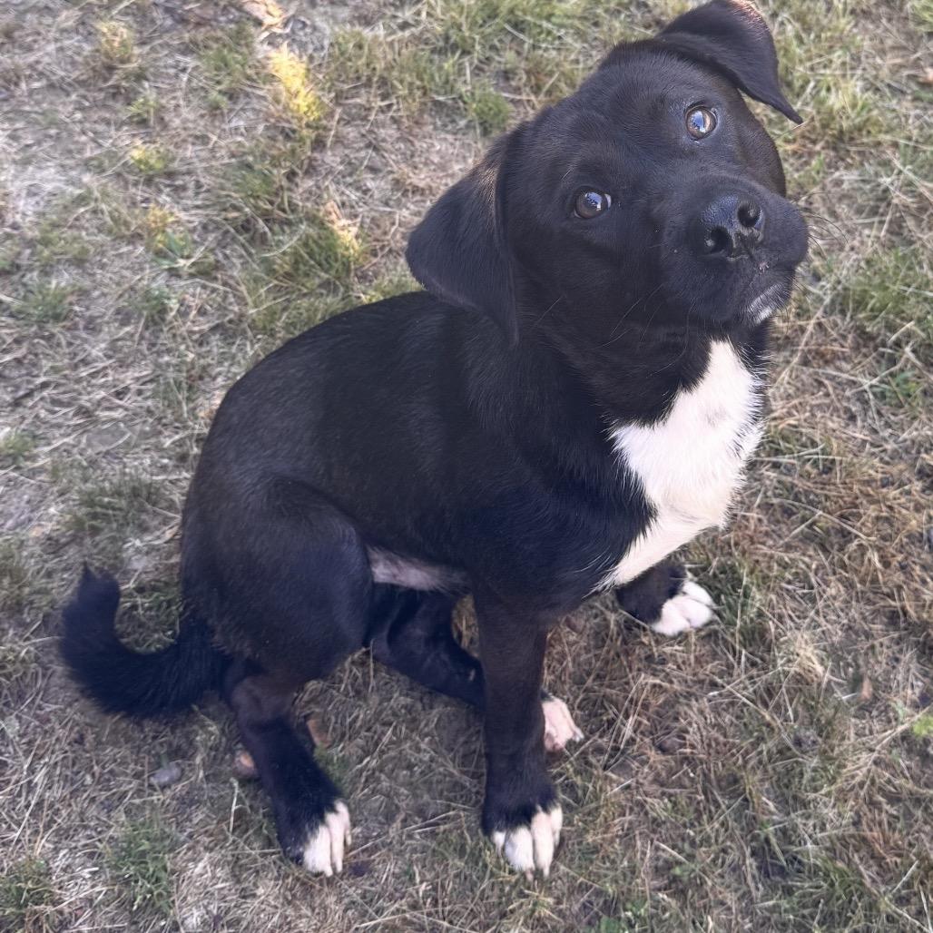 Tiny Tim, Adoptable, Adult Male Mixed Breed.