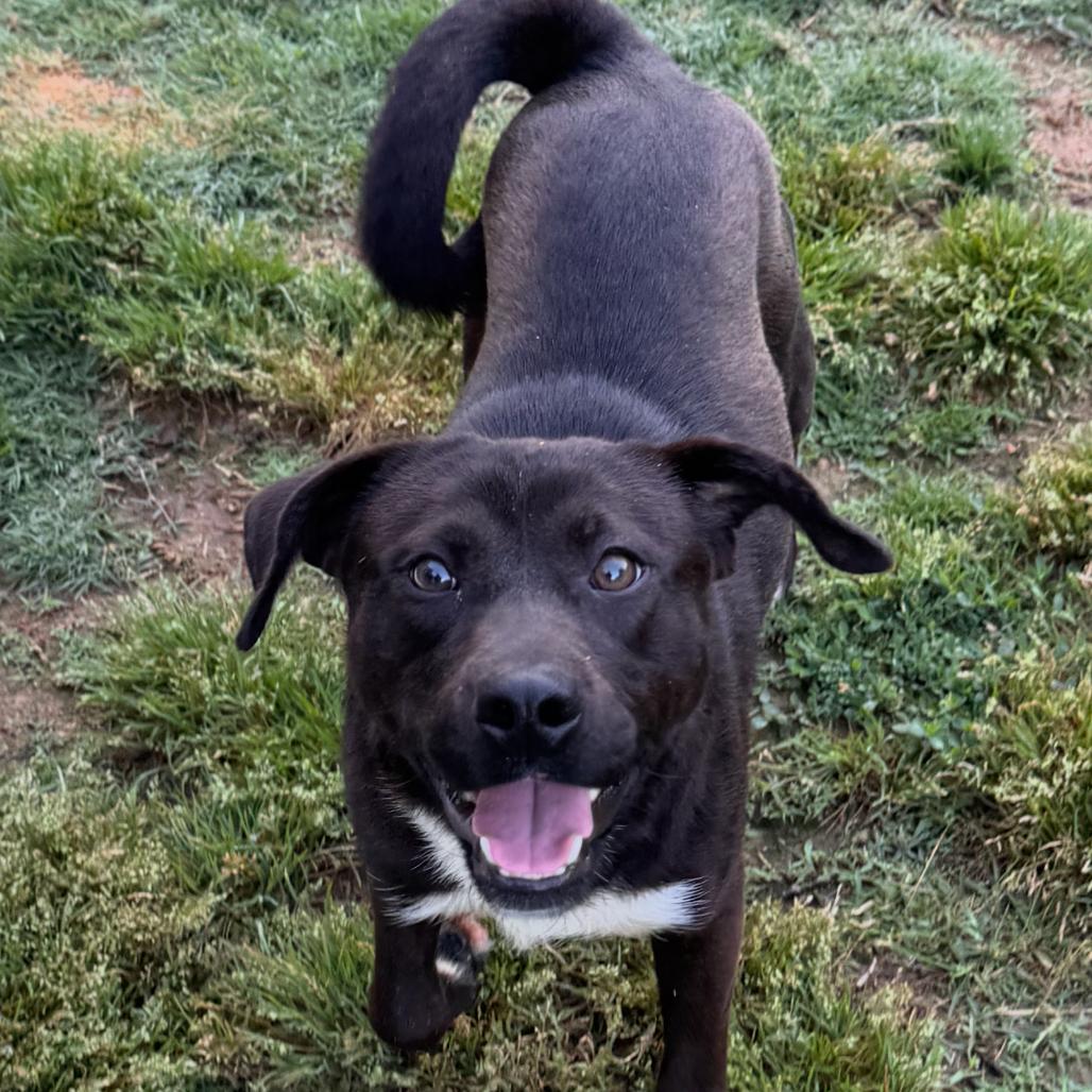 Enlarge Tiny Tim, a Adoptable Mixed Breed in Centerville, TN image 2/5