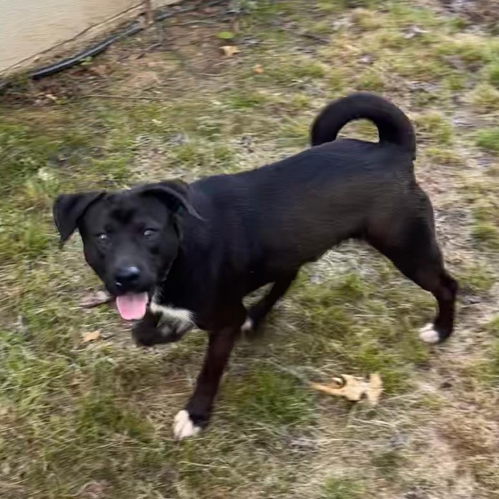 Enlarge Tiny Tim, a Adoptable Mixed Breed in Centerville, TN image 3/5
