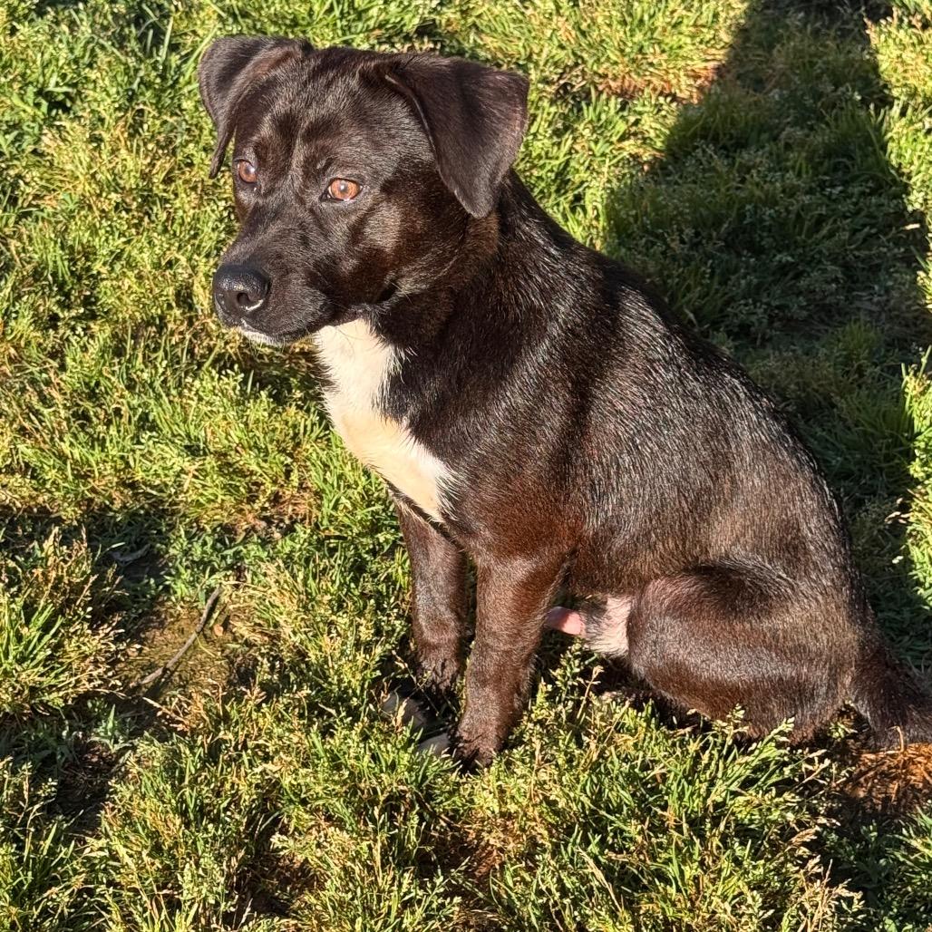 Enlarge Tiny Tim, a Adoptable Mixed Breed in Centerville, TN image 4/5