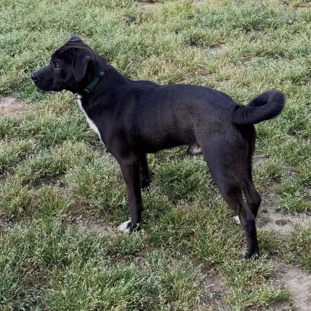 Enlarge Tiny Tim, a Adoptable Mixed Breed in Centerville, TN image 5/5