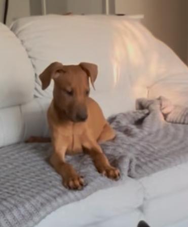 Barrett, Baby Male Doberman Pinscher