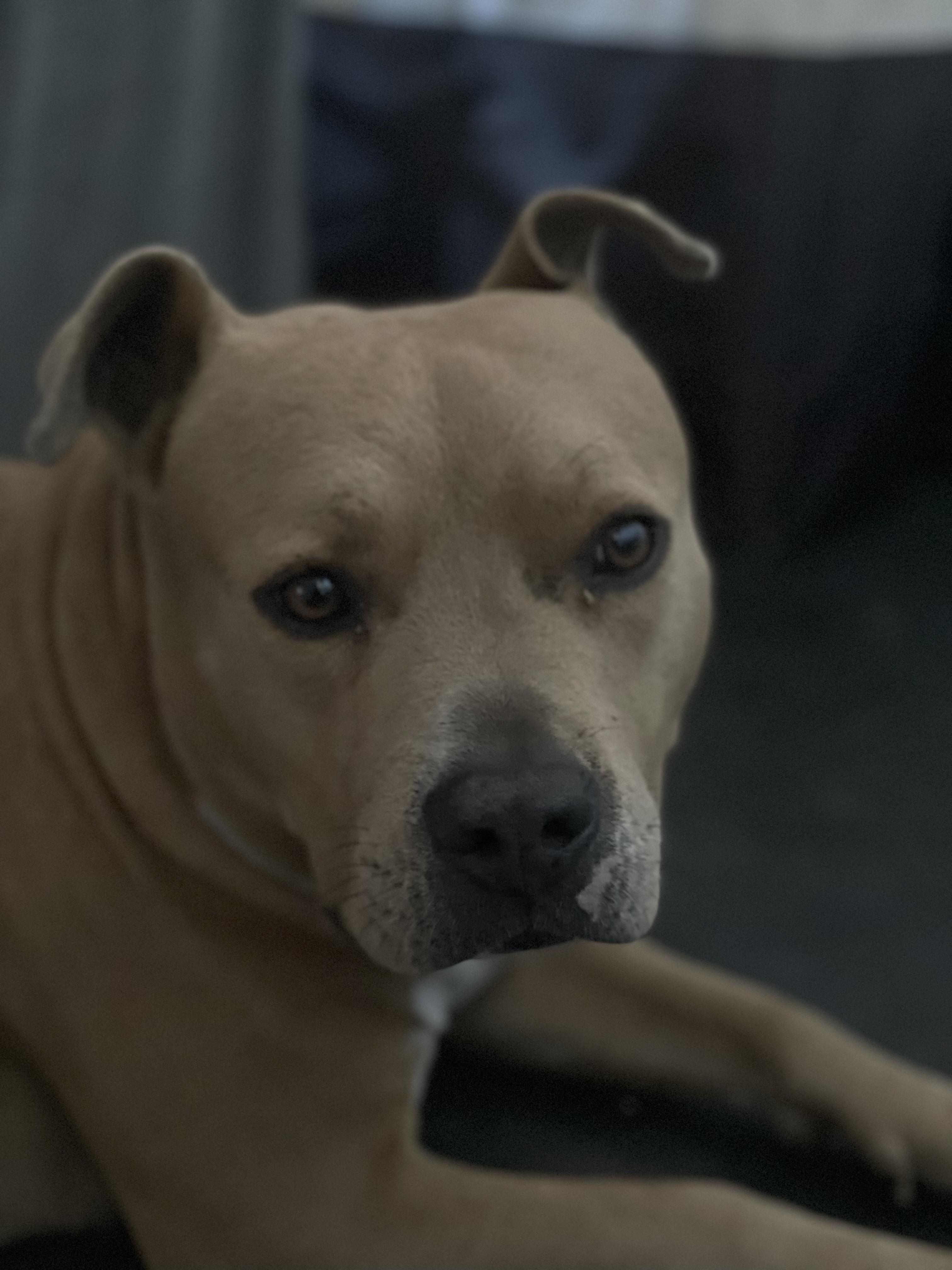 Enlarge Emerald, an adopted American Bully in San Juan Capistrano, CA image 2/2