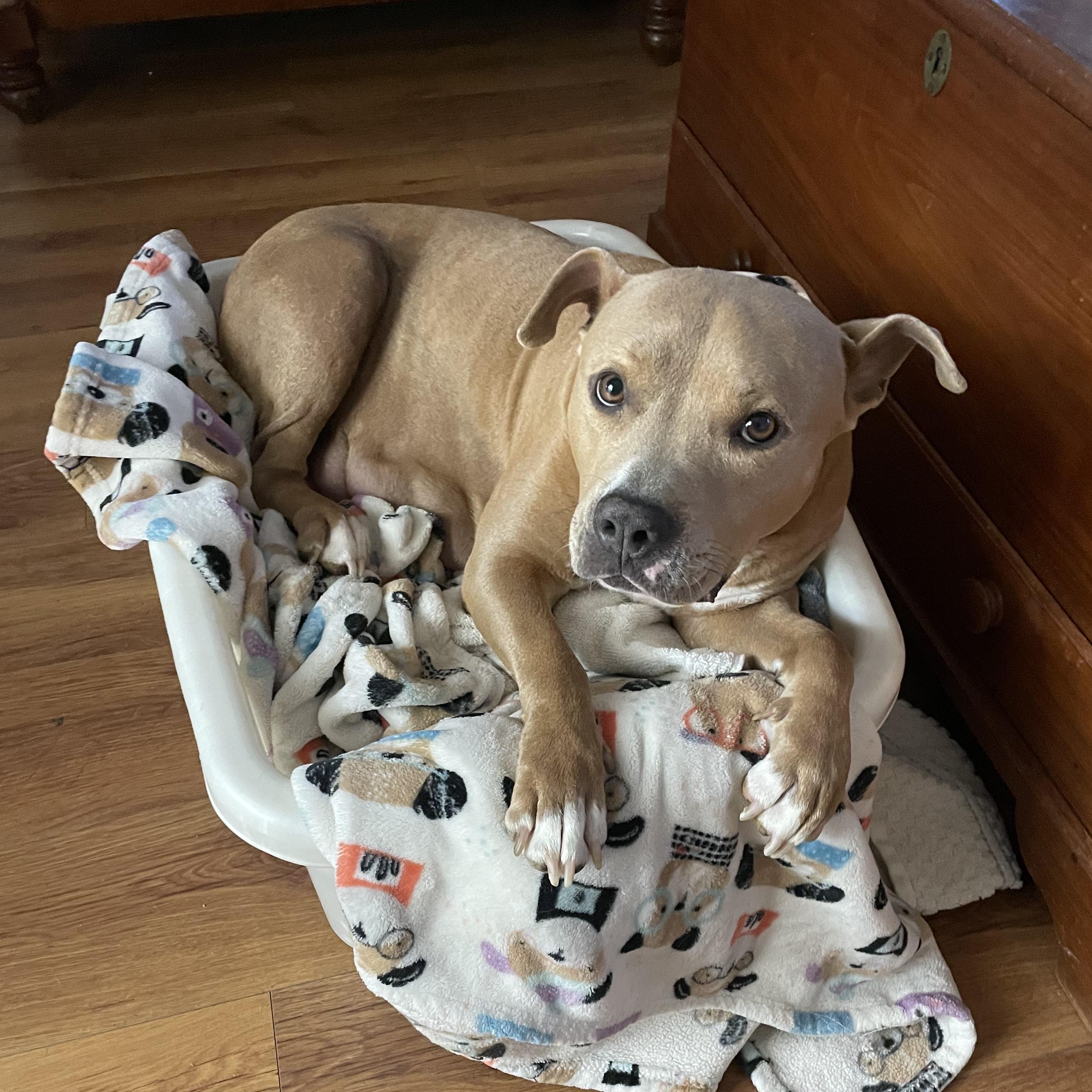 Enlarge Emerald, an adopted American Bully in San Juan Capistrano, CA image 1/2