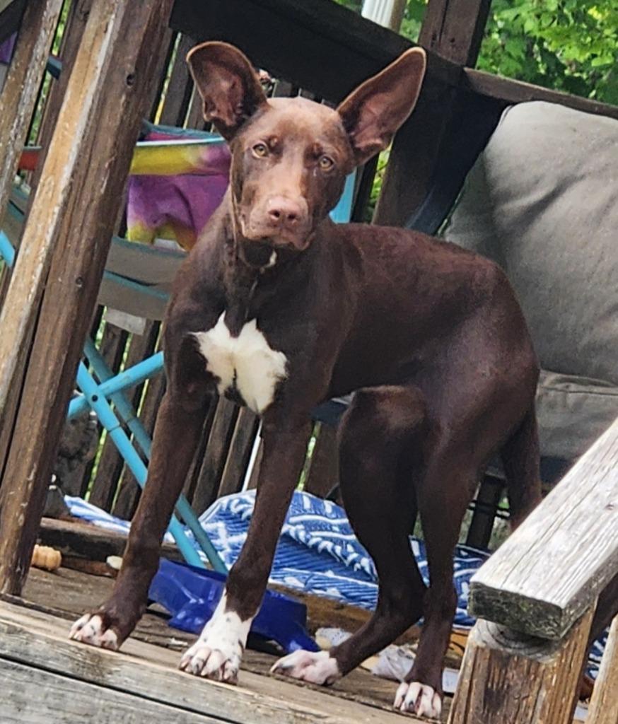 Penny, Adoptable, Young Female Australian Shepherd & Chocolate Labrador Retriever.