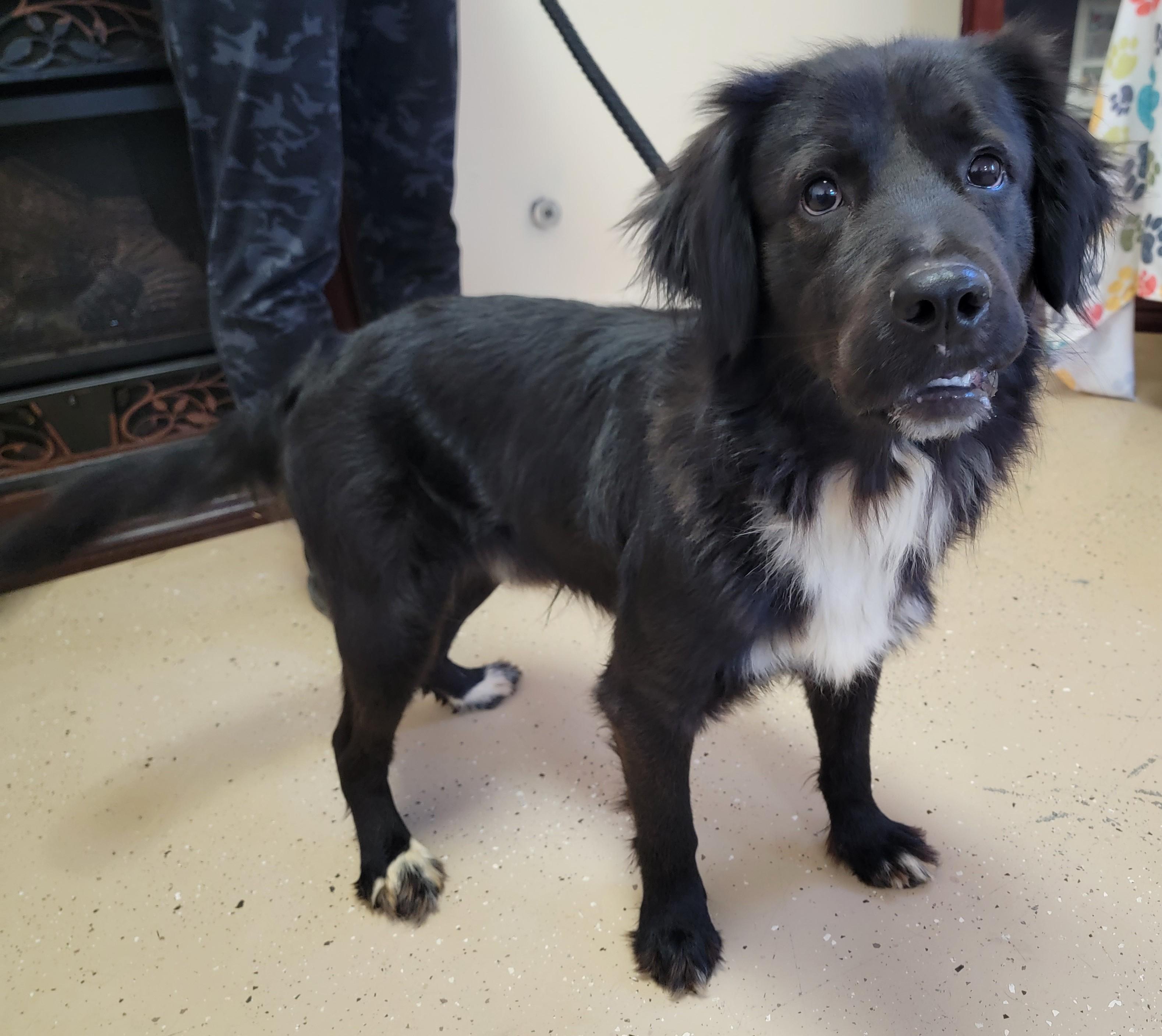 Enlarge Sonny, an adopted Flat-Coated Retriever in Mount Sterling, KY image 5/6