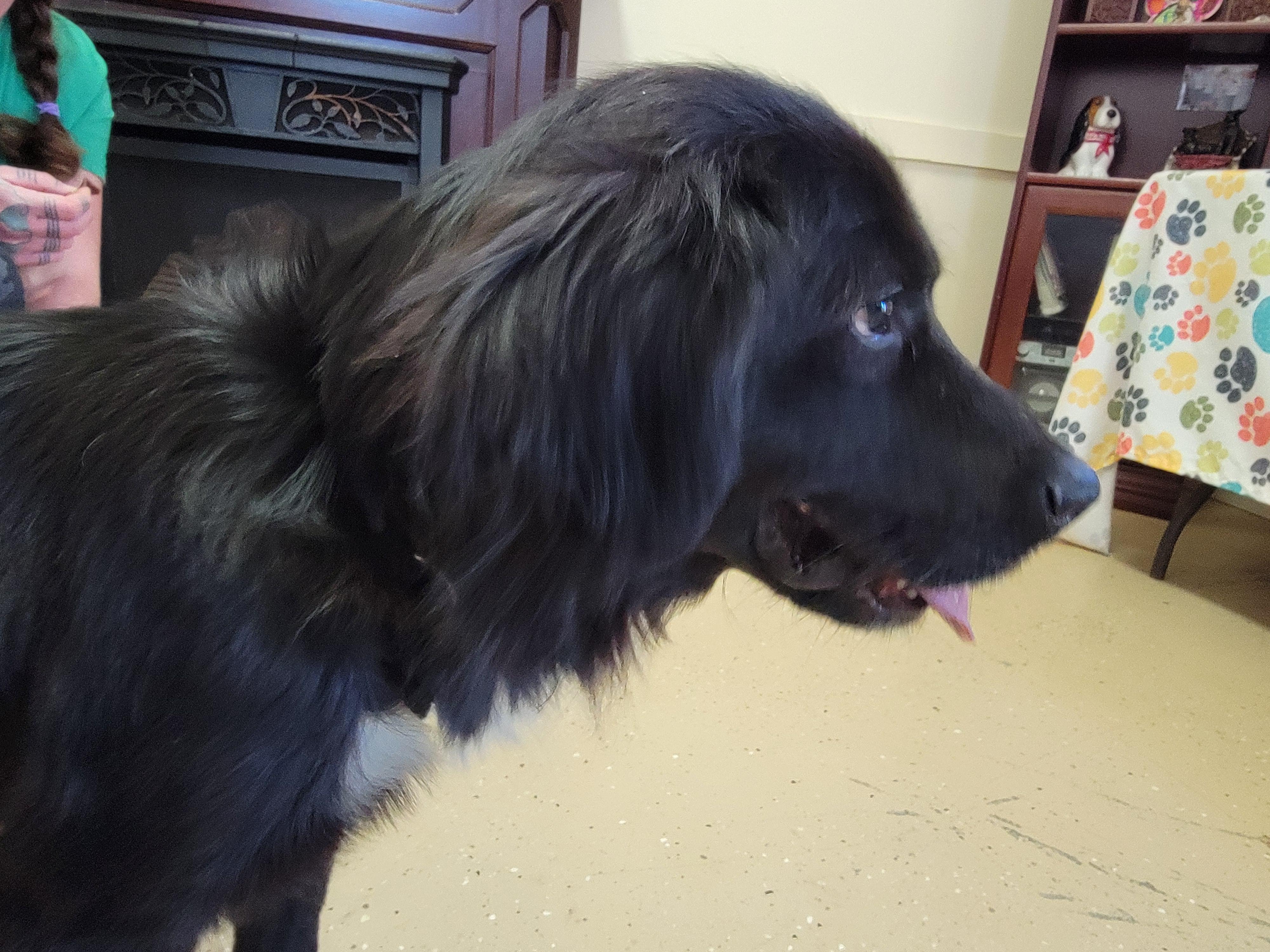 Enlarge Sonny, an adopted Flat-Coated Retriever in Mount Sterling, KY image 4/6