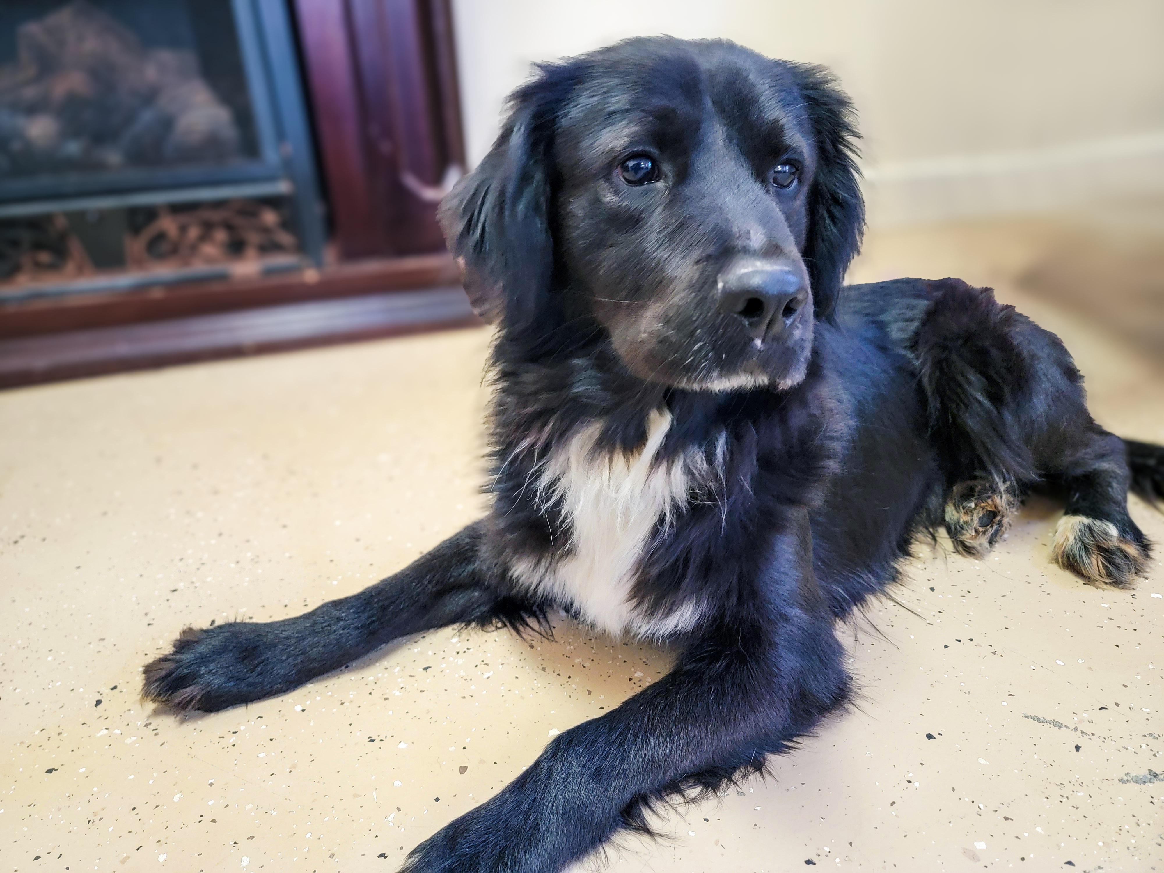 Sonny, adopted, Young Male Flat-Coated Retriever.