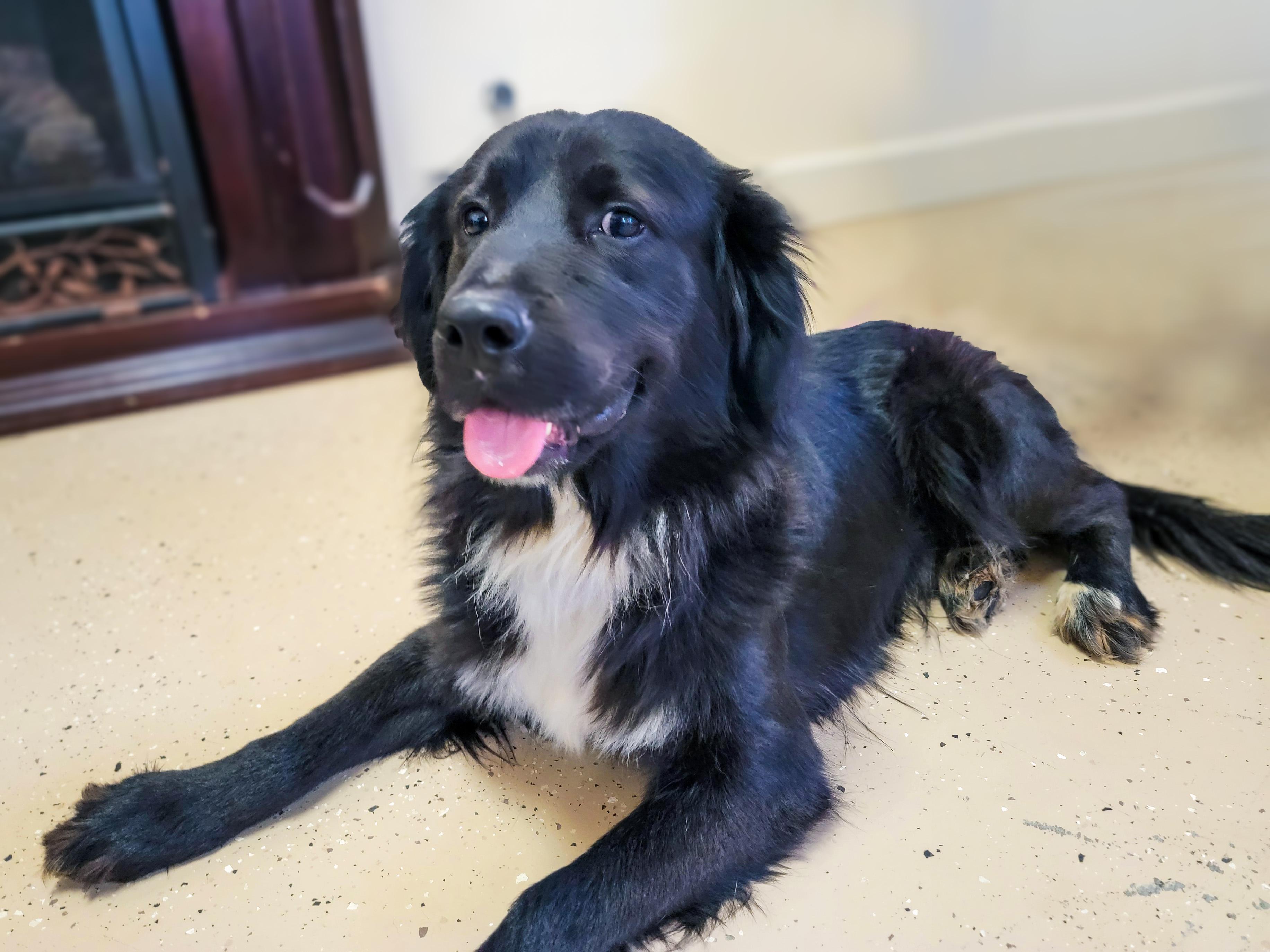 Enlarge Sonny, an adopted Flat-Coated Retriever in Mount Sterling, KY image 2/6