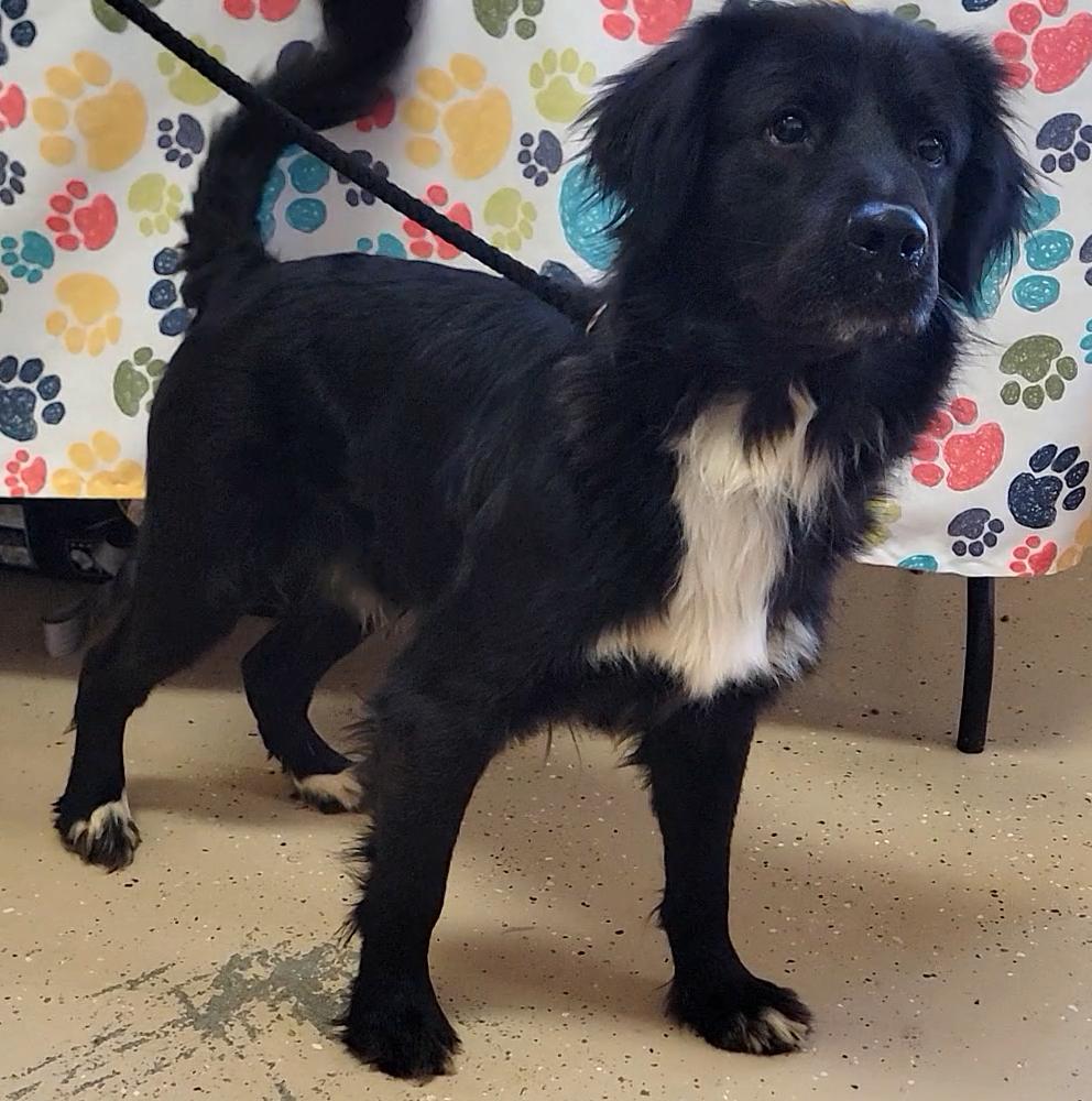 Enlarge Sonny, an adopted Flat-Coated Retriever in Mount Sterling, KY image 3/6