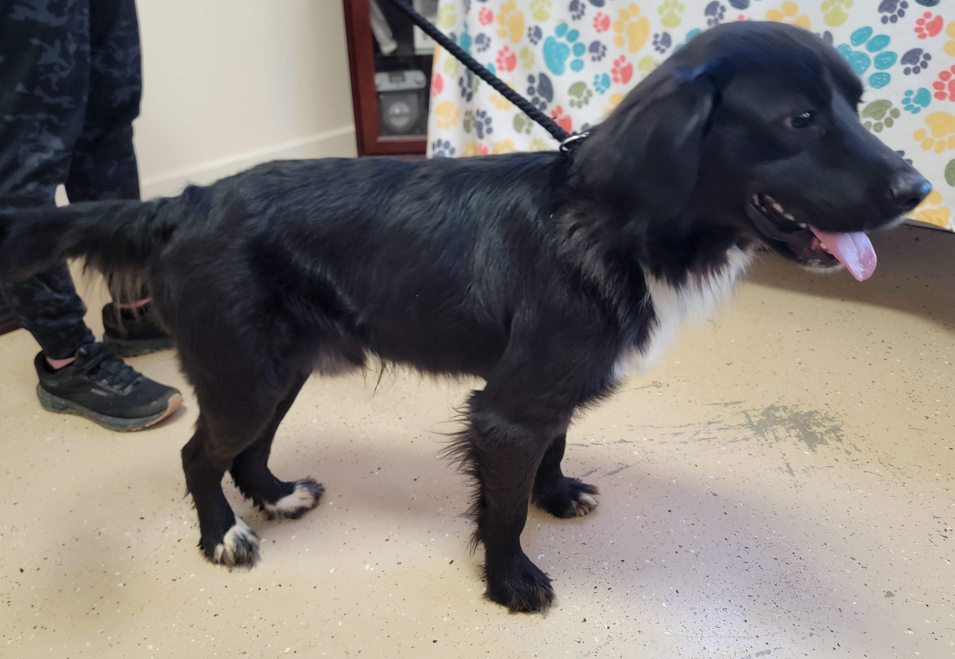 Enlarge Sonny, an adopted Flat-Coated Retriever in Mount Sterling, KY image 6/6