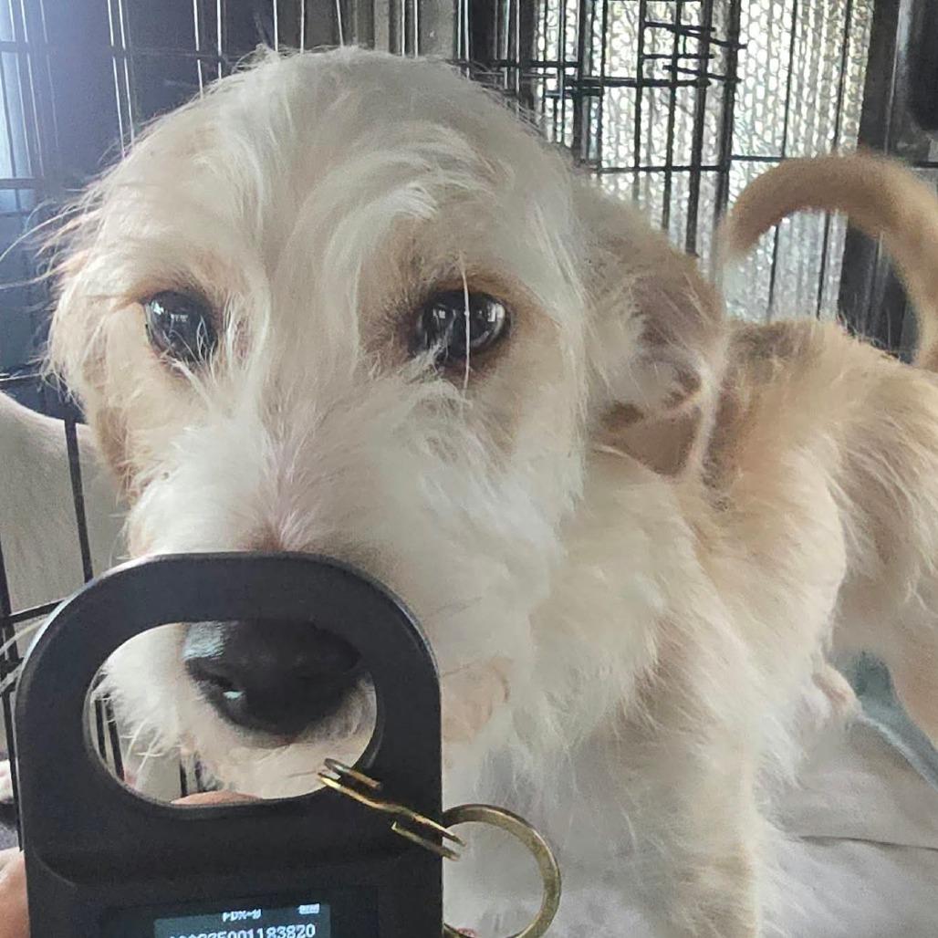 MiloMutt Available 10/23, Adoptable, Young Male Poodle & Dachshund.