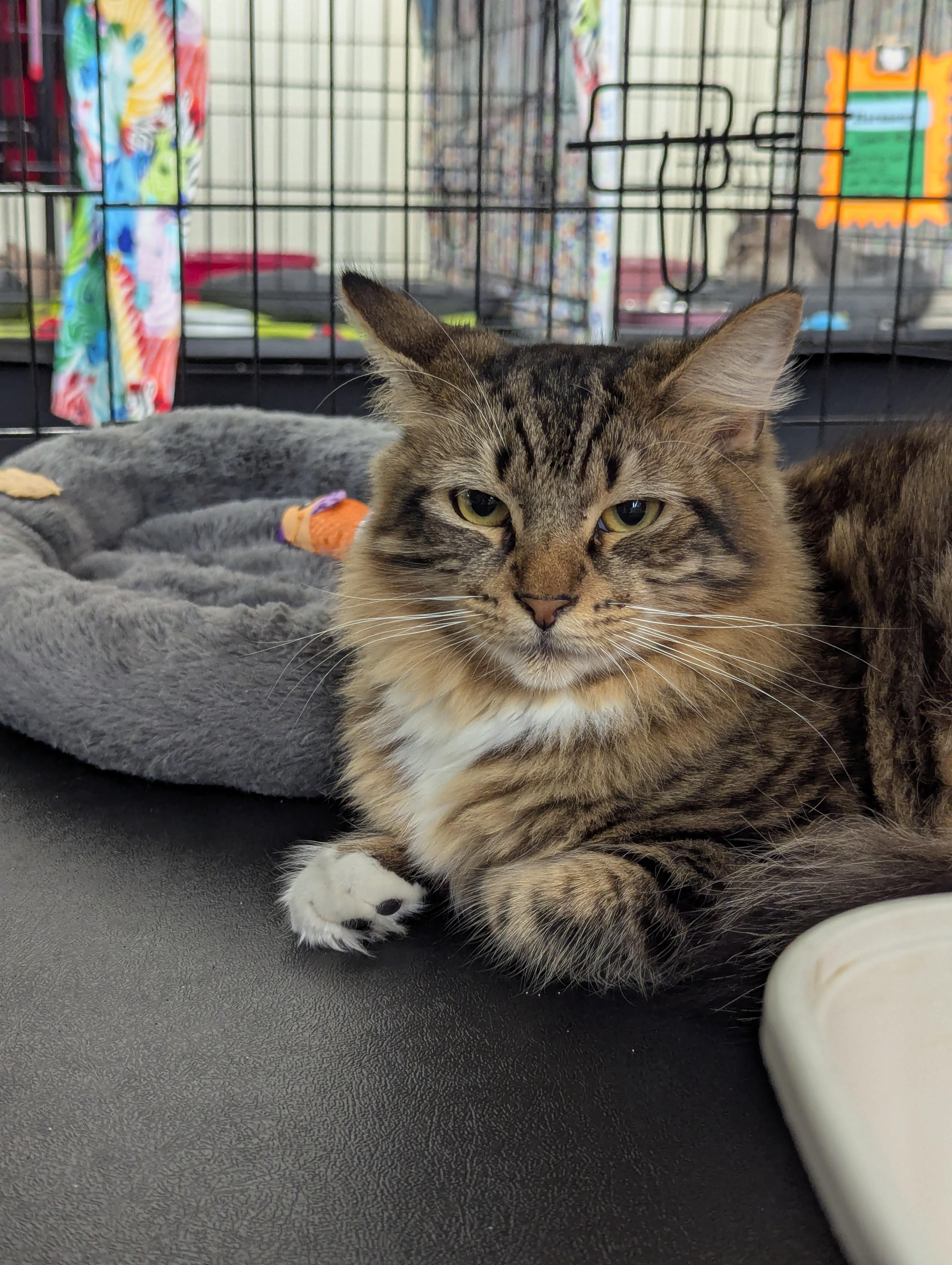 Missy, a Adoptable Domestic Short Hair in Fountain Valley, CA image 2/3