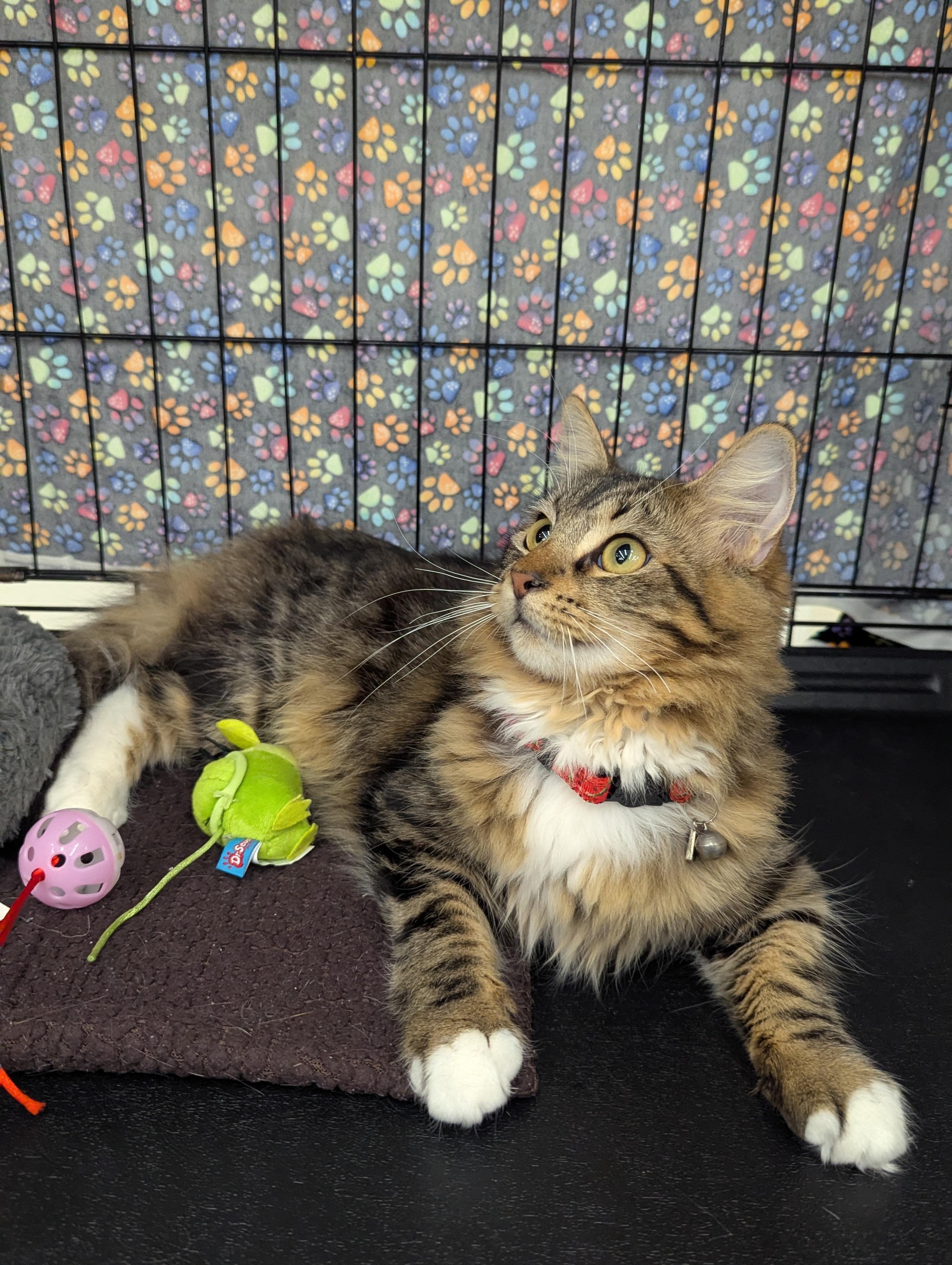 Missy, a Adoptable Domestic Short Hair in Fountain Valley, CA image 1/3