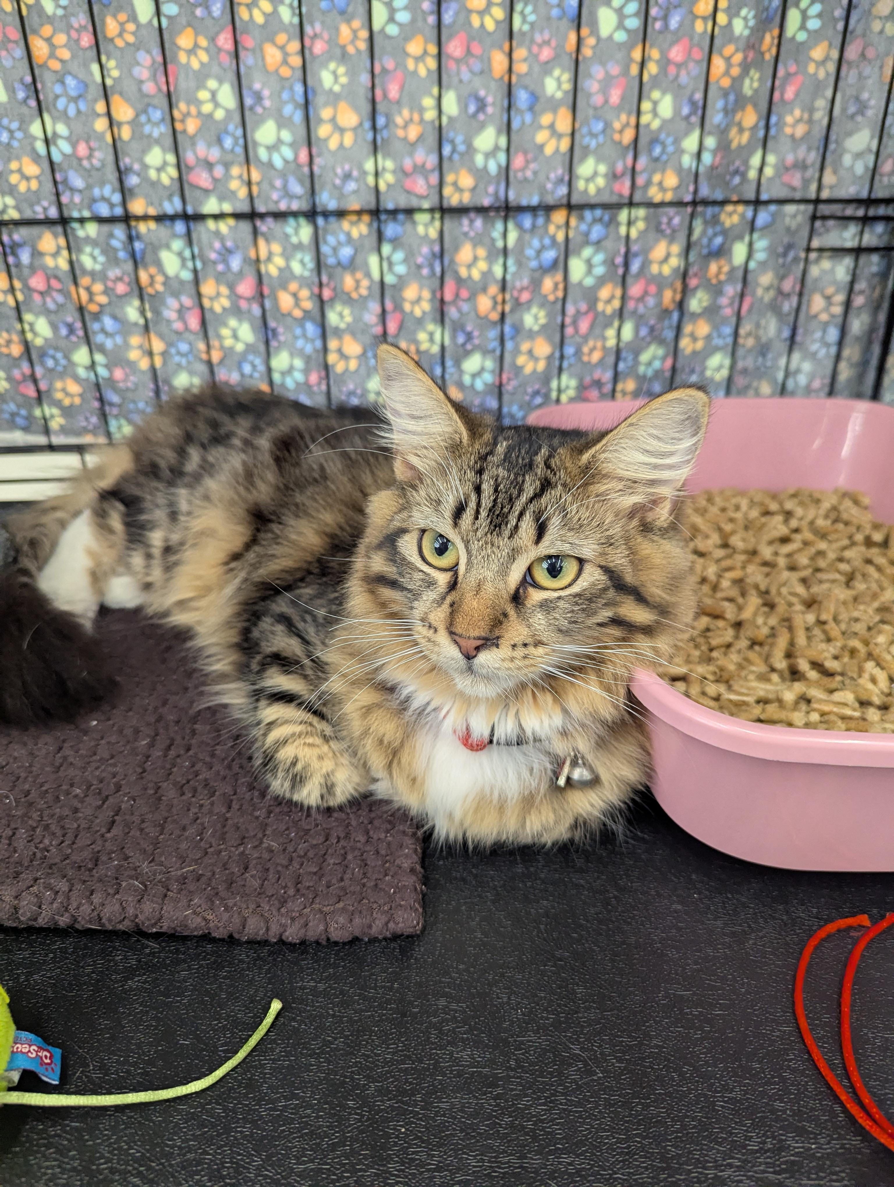 Missy, a Adoptable Domestic Short Hair in Fountain Valley, CA image 3/3