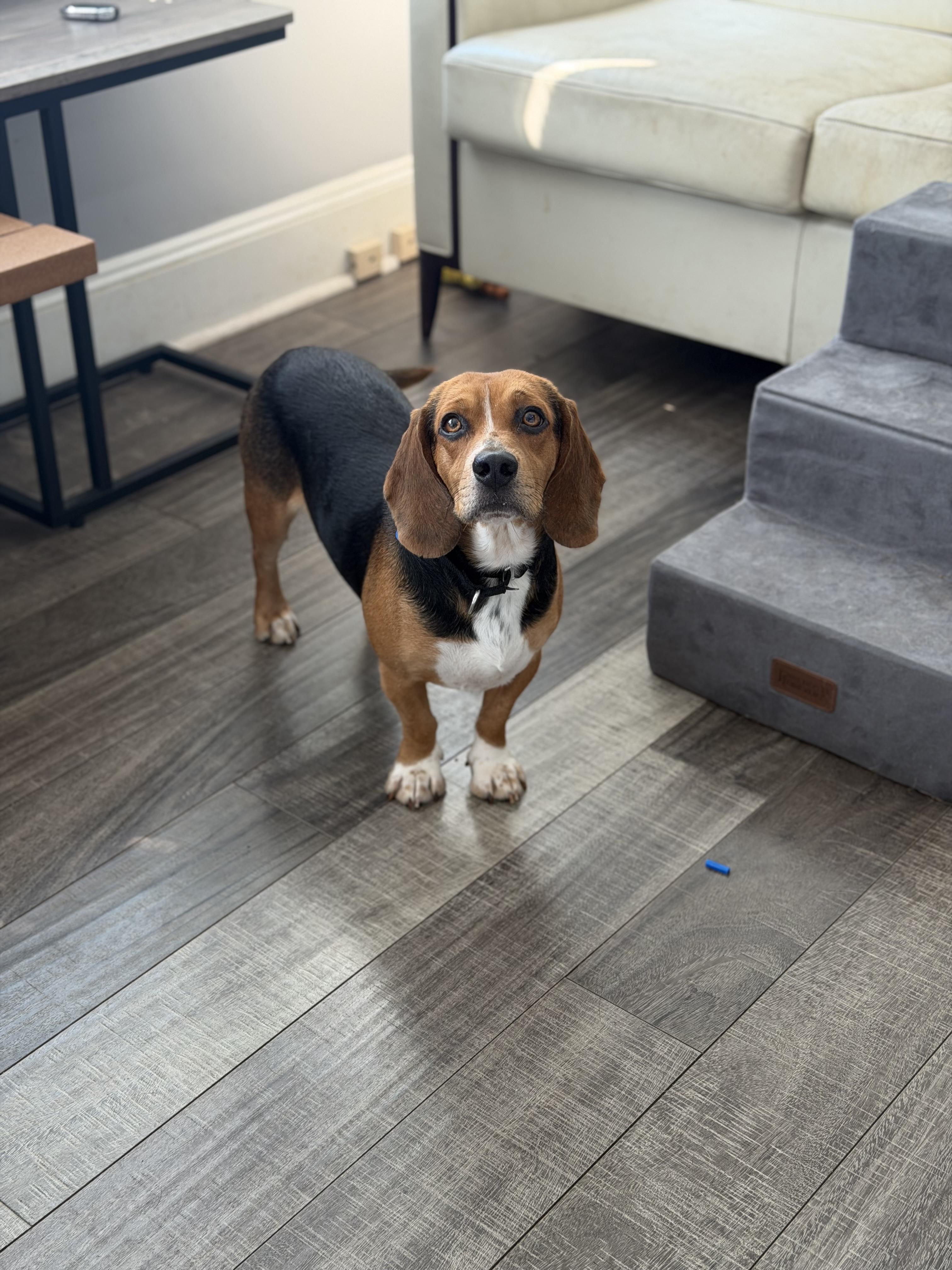 Enlarge Panko, a ADOPTABLE Beagle in Mahwah, NJ image 2/3
