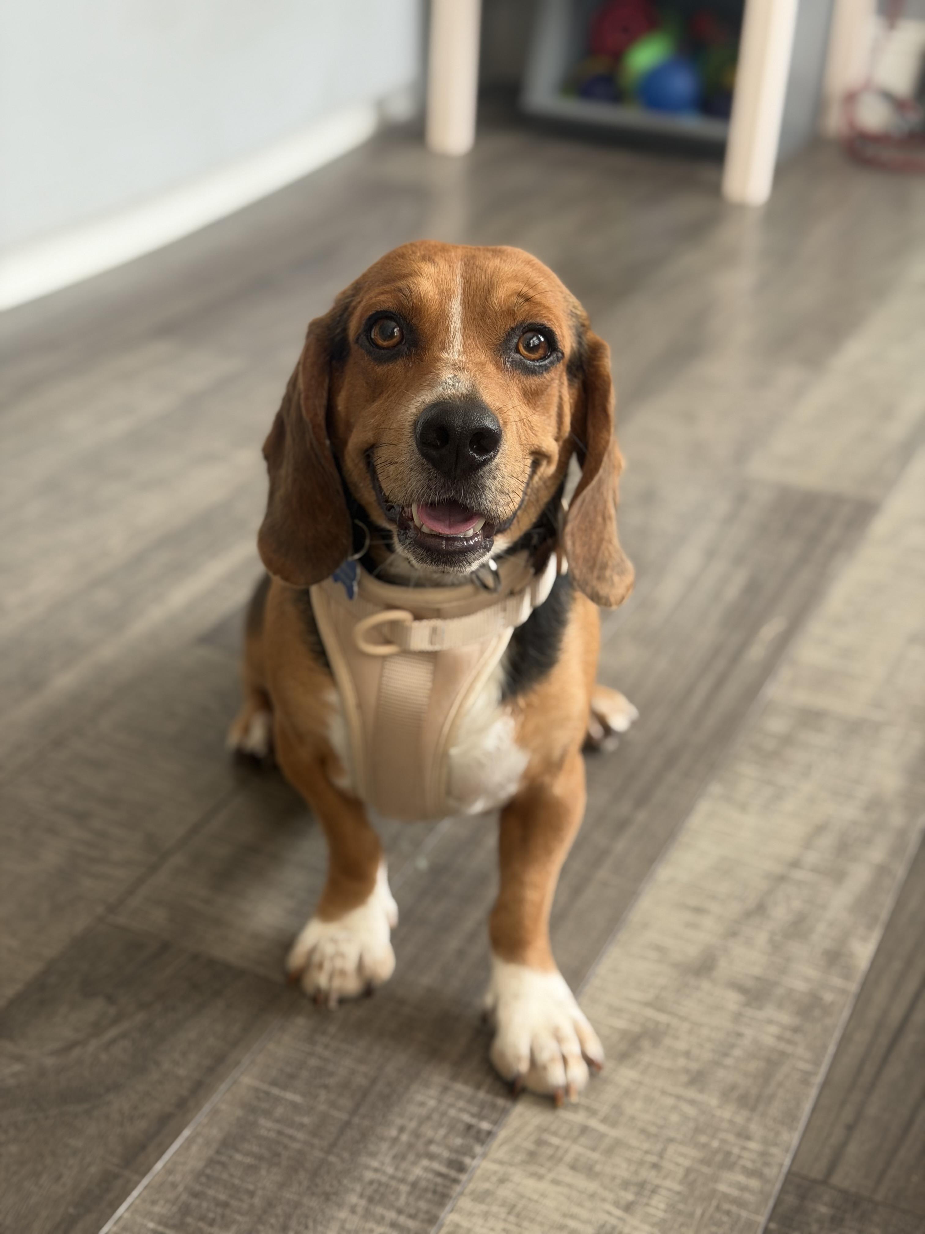 Enlarge Panko, a ADOPTABLE Beagle in Mahwah, NJ image 3/3