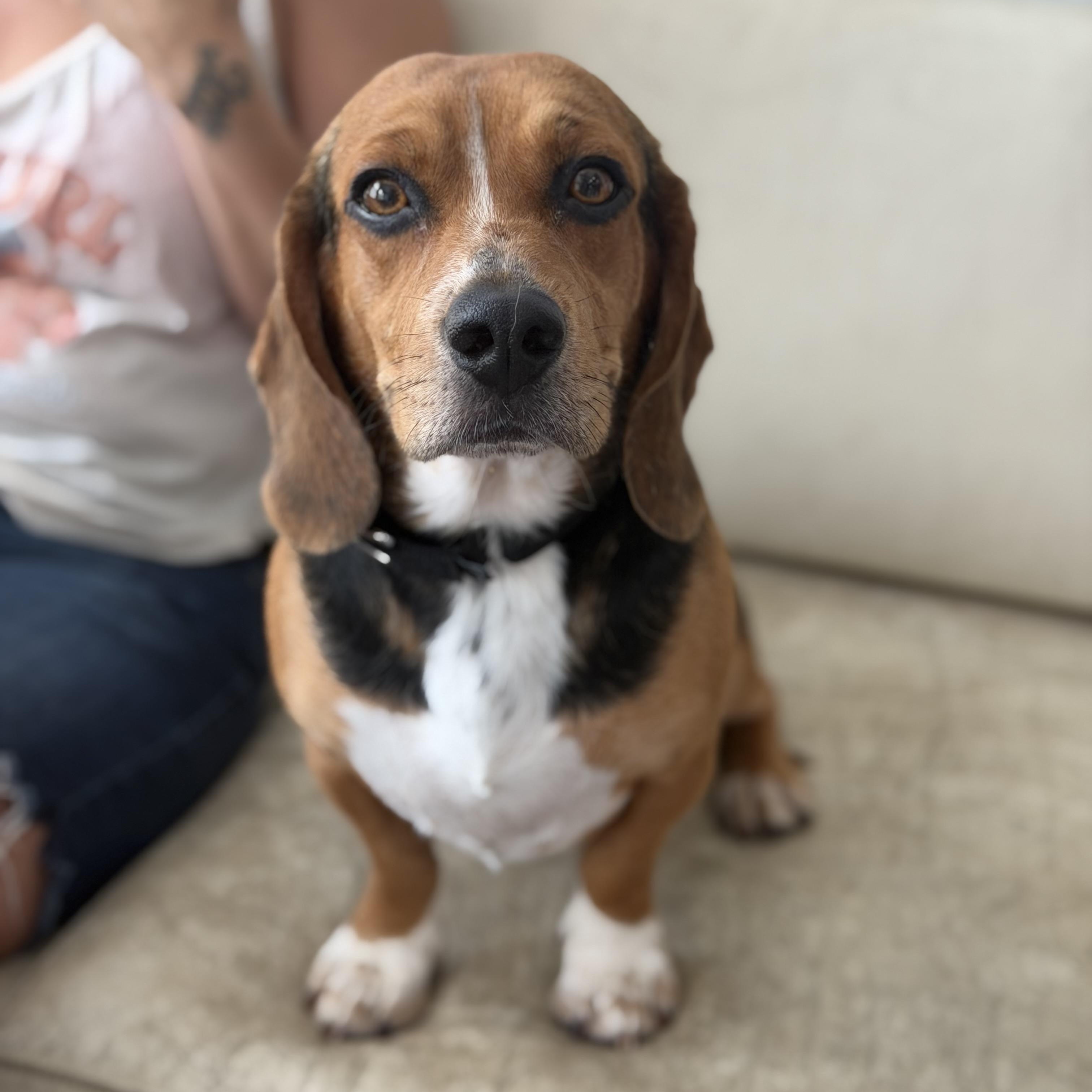 Panko, ADOPTABLE, Young Male Beagle.