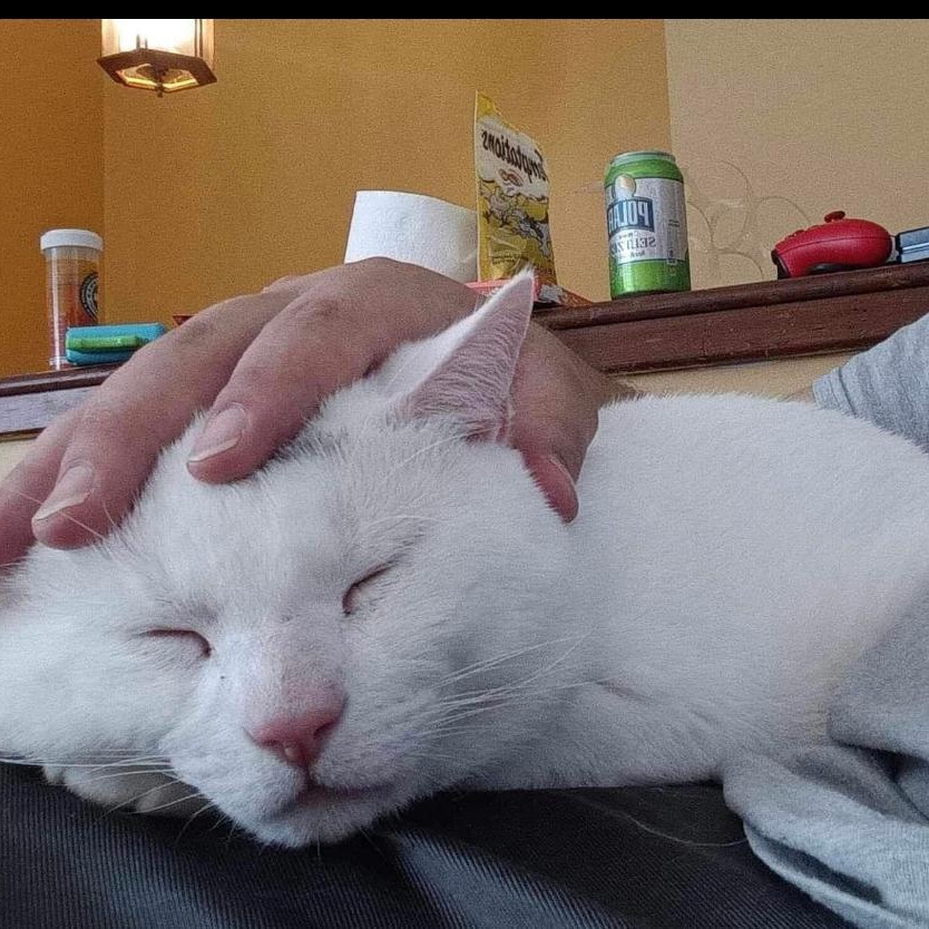 Enlarge Marshmellow, an adoptable Domestic Short Hair in North Kingstown, RI image 4/6